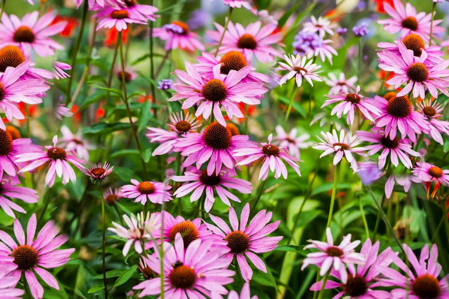 Mehrjährige rosa Blumen aus Samen gezogen