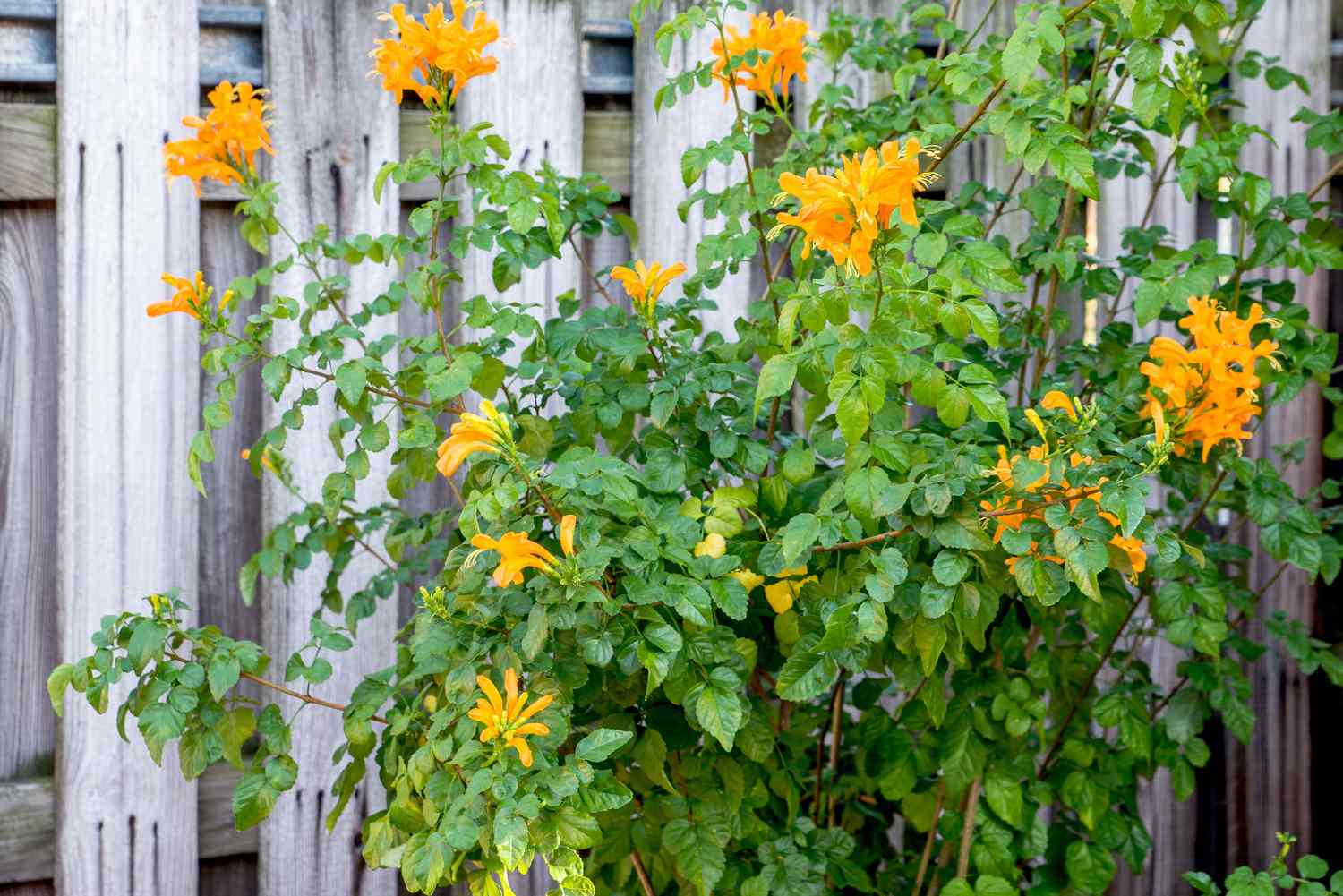 Kapgeißblatt mit orangefarbenen trompetenförmigen Blüten klettert am Holzzaun