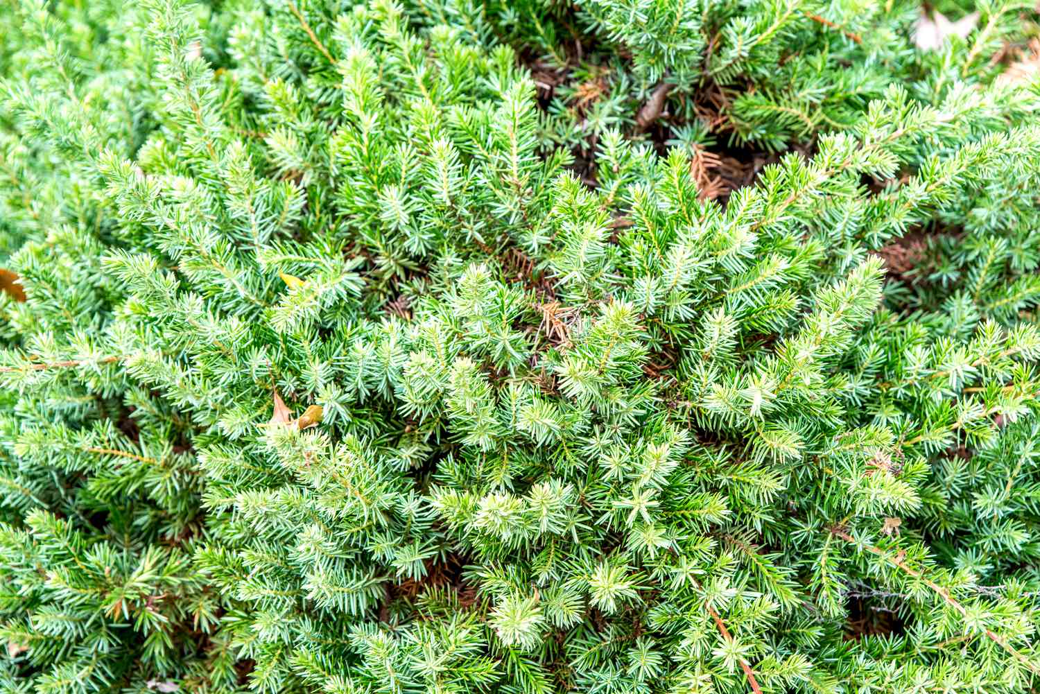 shore juniper as a groundcover