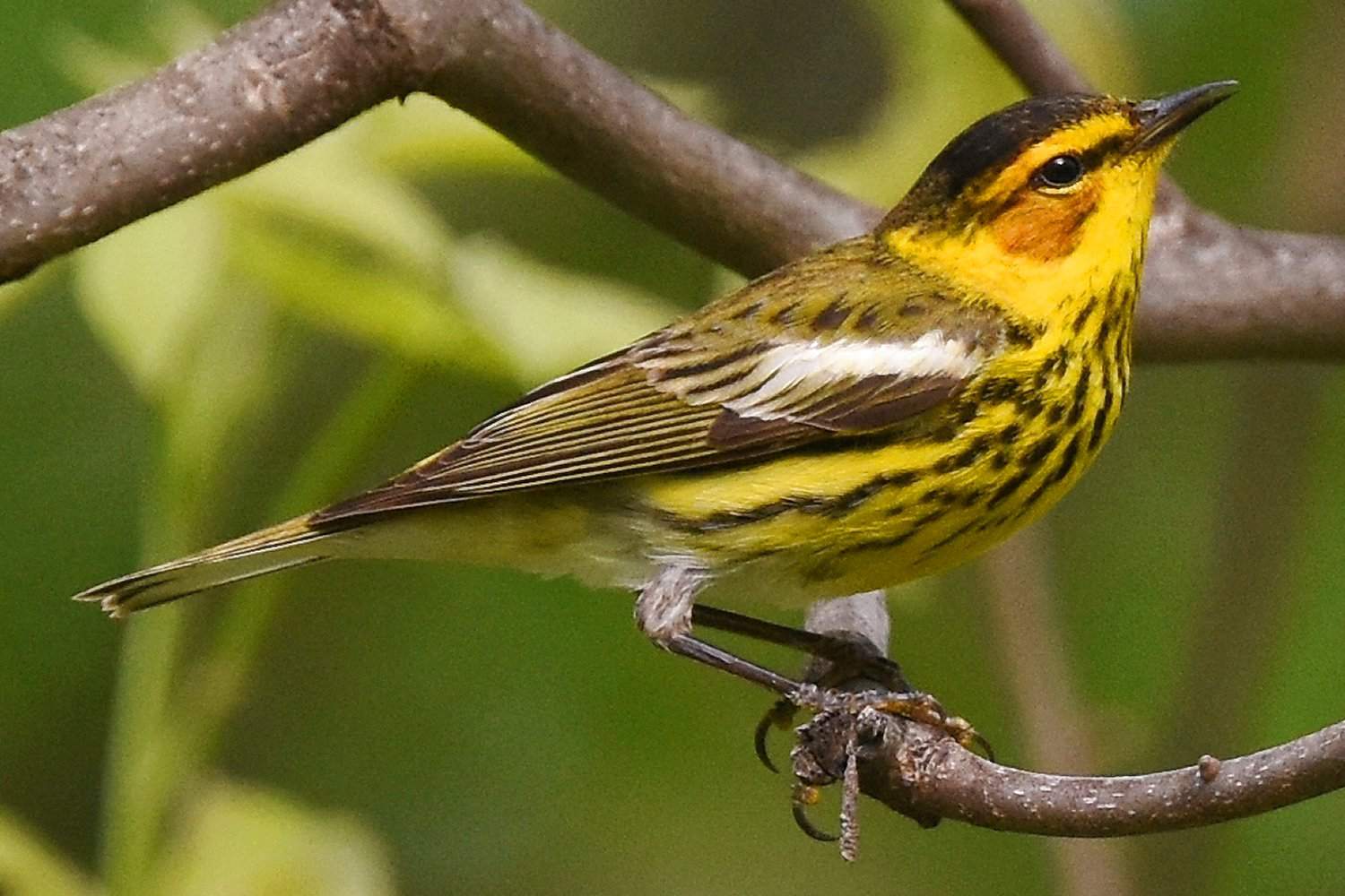 Cape May Warbler