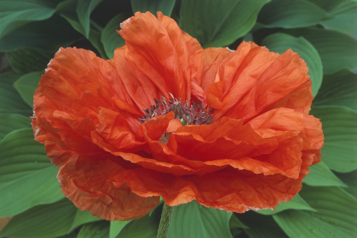 Orangefarbener Klatschmohn