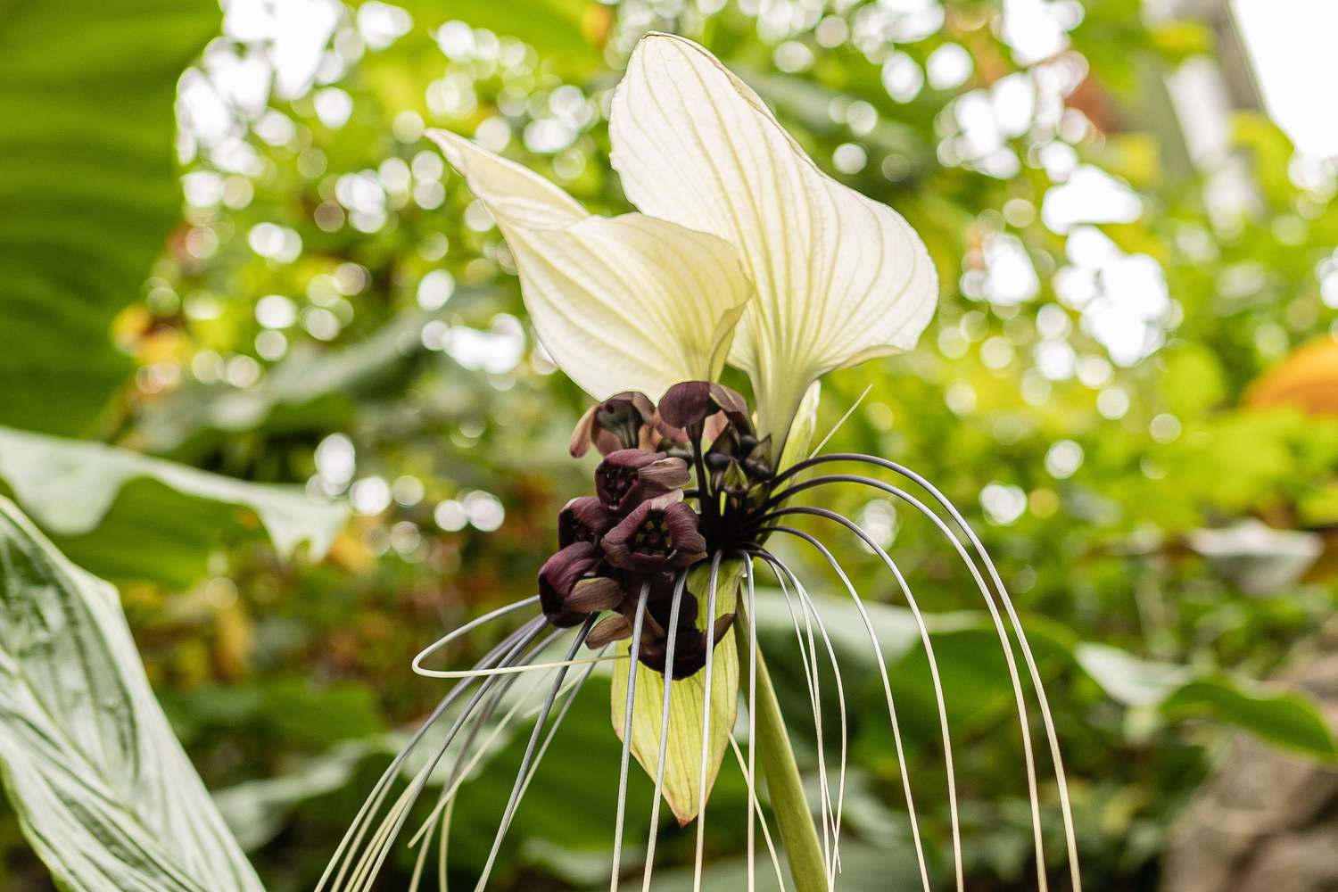 Weiße Fledermausblume mit zwei ausladenden weißen Hüllblättern und violetten Blüten über langen, schnurrbartartigen Hüllblättern