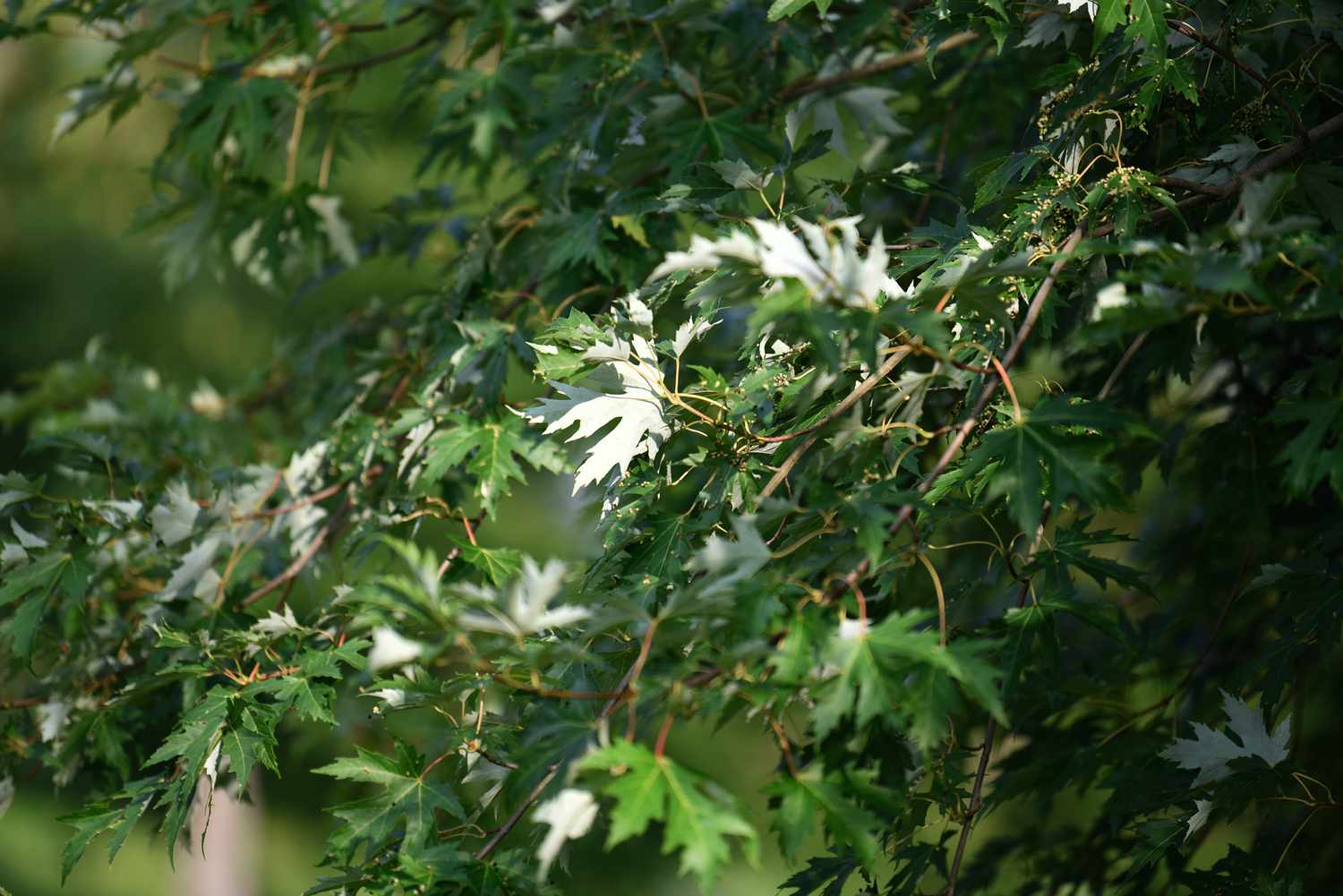 Zweige des Silberahorns mit silbrig-grün gelappten Blättern