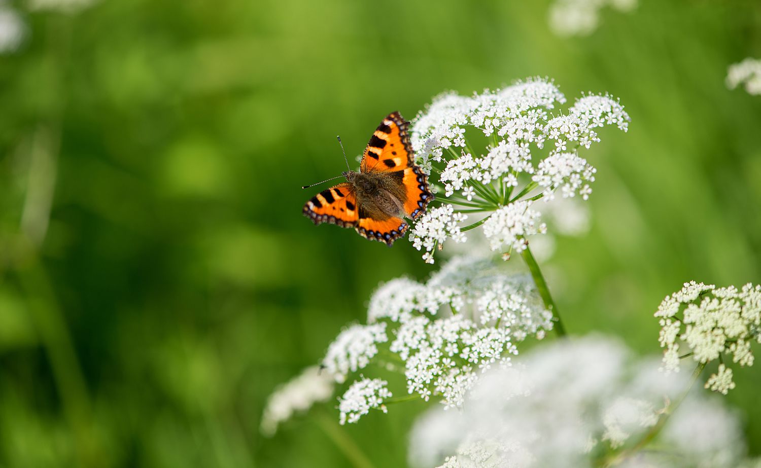 Ein Schmetterling auf Blumen