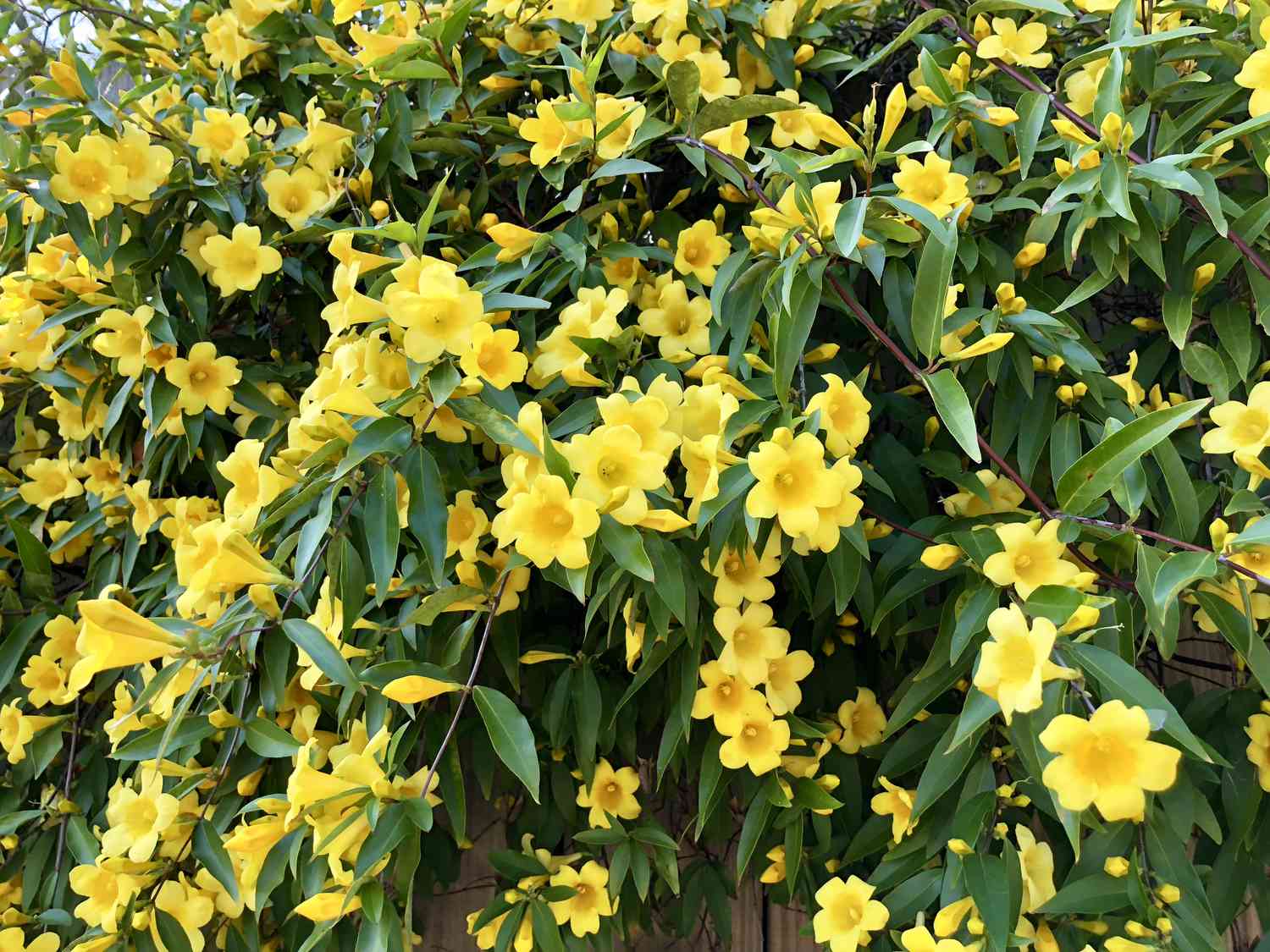 Gelbe Blüten am Weinstock - Carolina-Jessamine - Jasmin - Jasminum