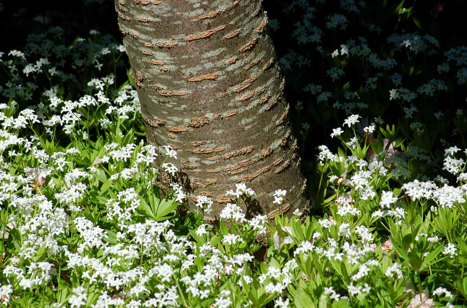 Süßer Waldmeister wächst gut unter einem Kwanzan-Kirschbaum.