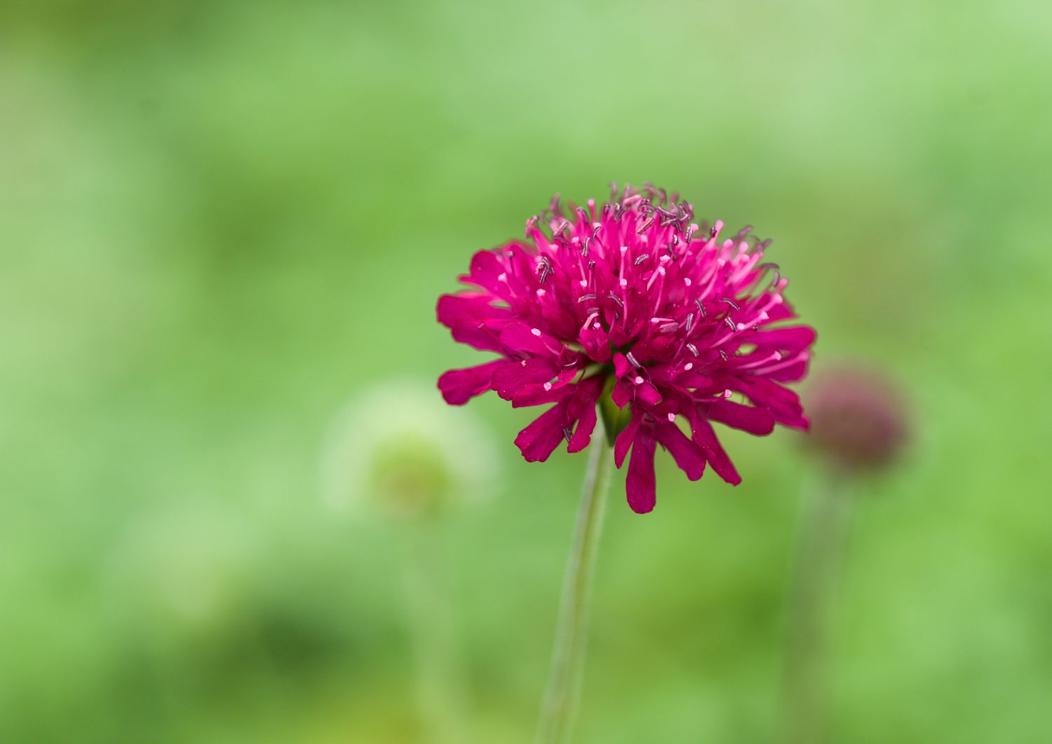 Knautia stem with magenta flower closeup