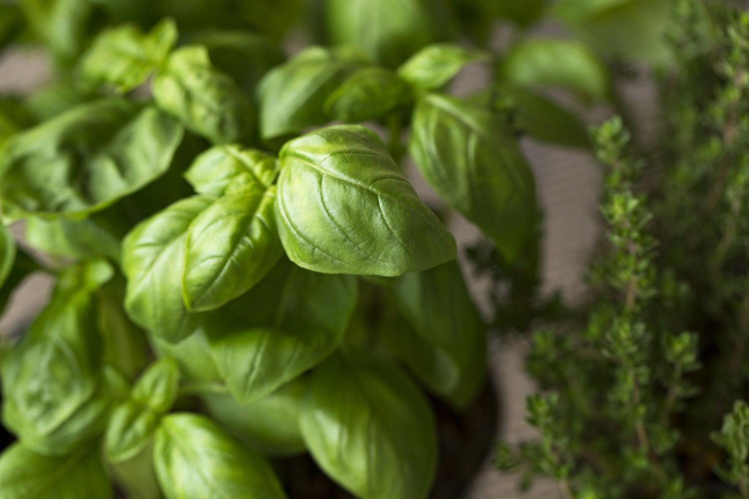 Le basilic appartient au groupe des herbes à croissance rapide qui ont besoin de plus d'engrais