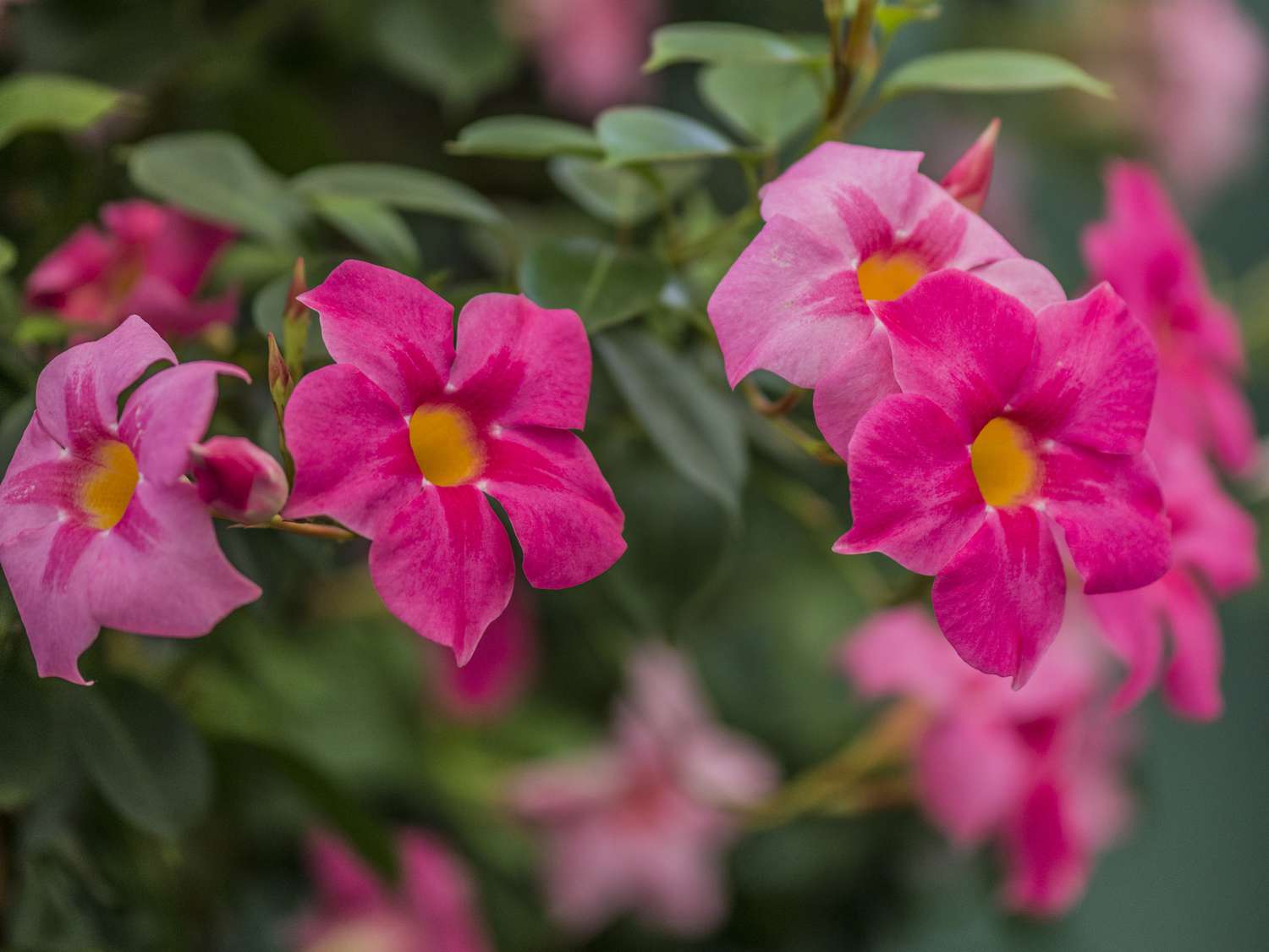 Mandevilla Pink