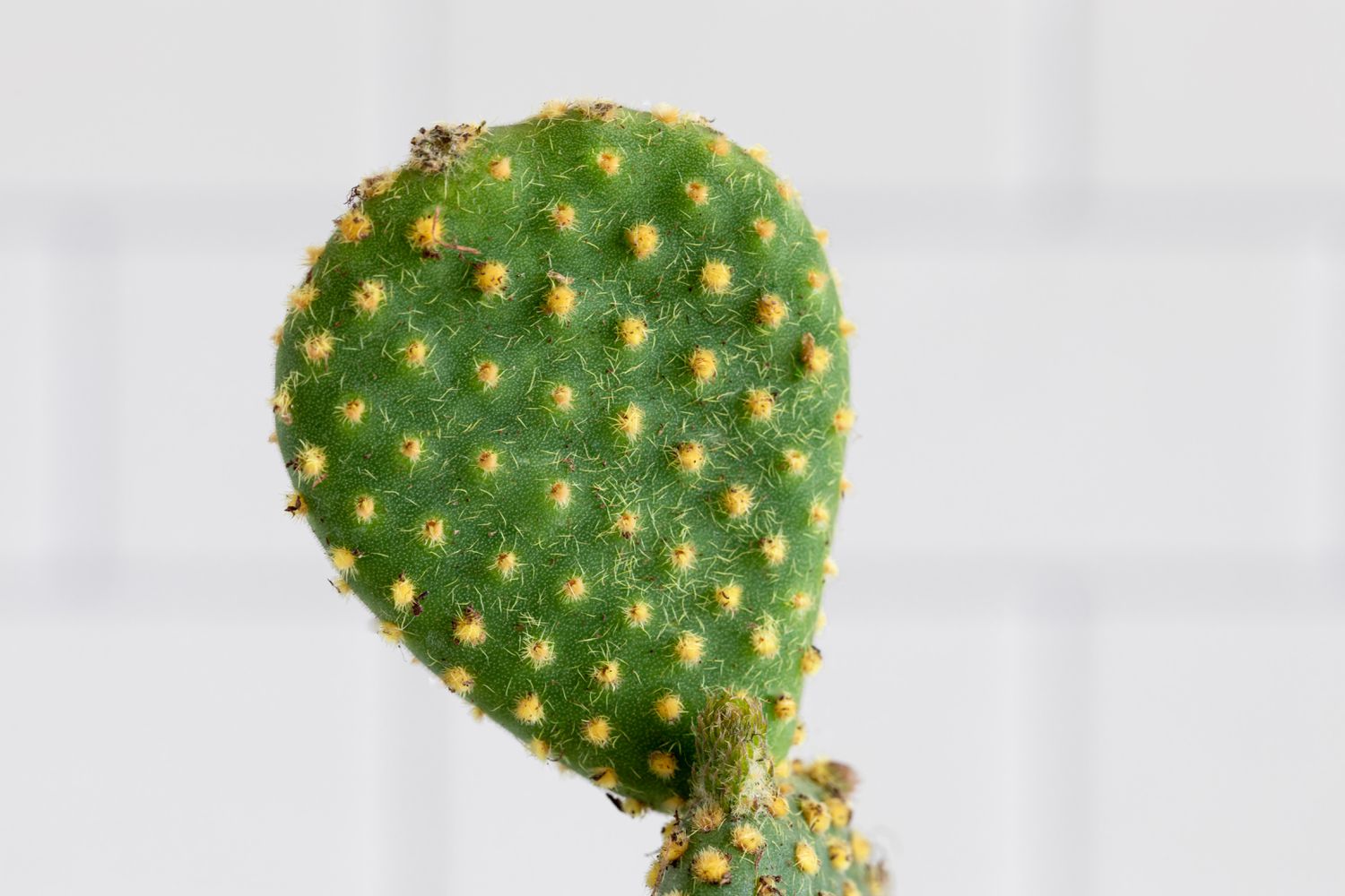 closeup of a prickly pear cactus