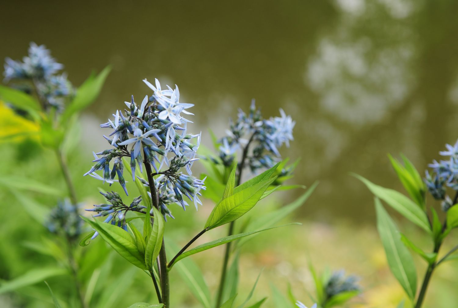 Blauer Sternpflanzenstamm mit blauen Blüten und Blättern im Garten 