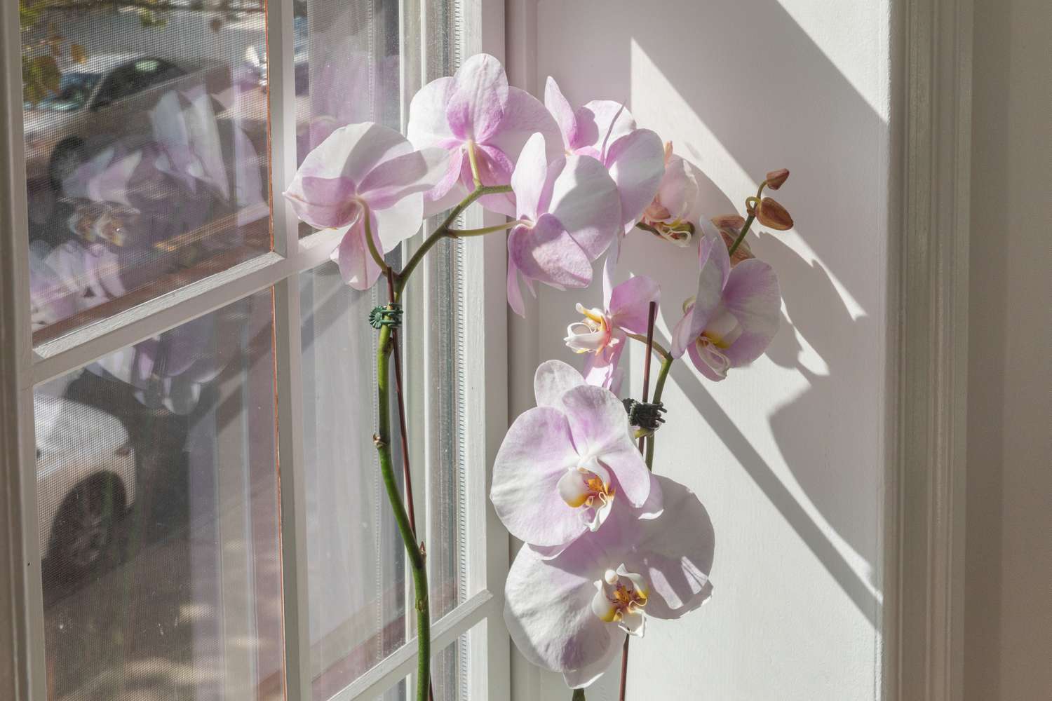 Orchidee an einem dunklen Fenster