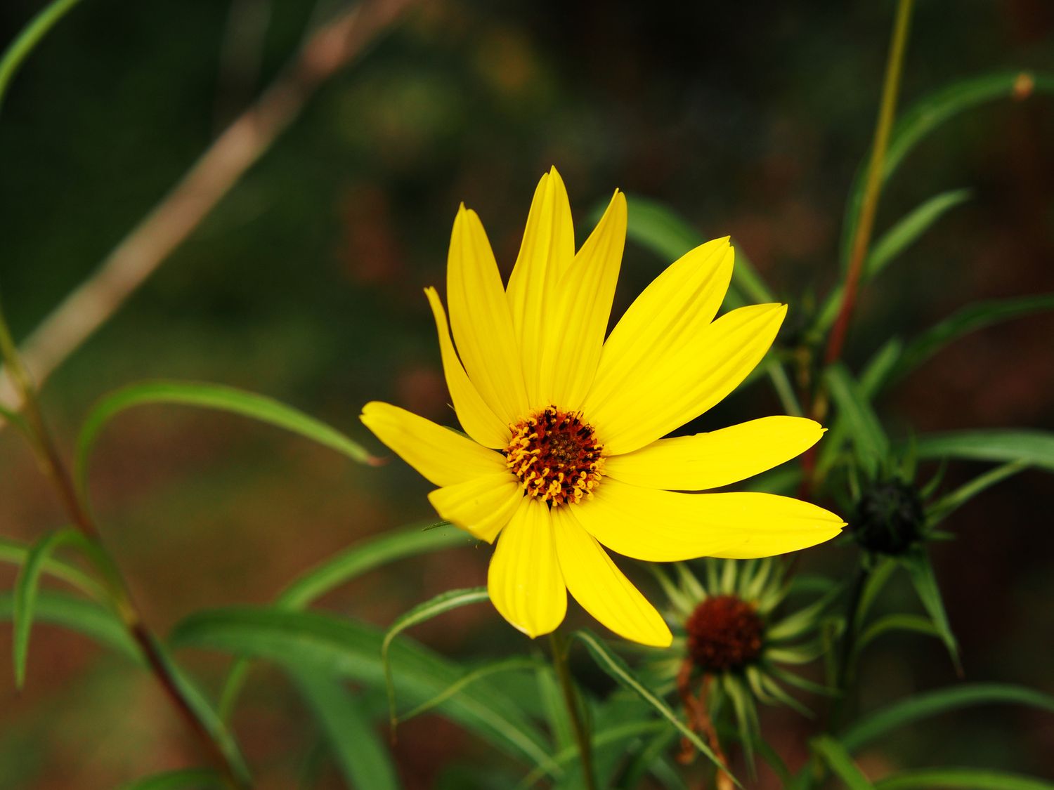 Nahaufnahme einer wilden Sonnenblume (Helianthus salicifolius)