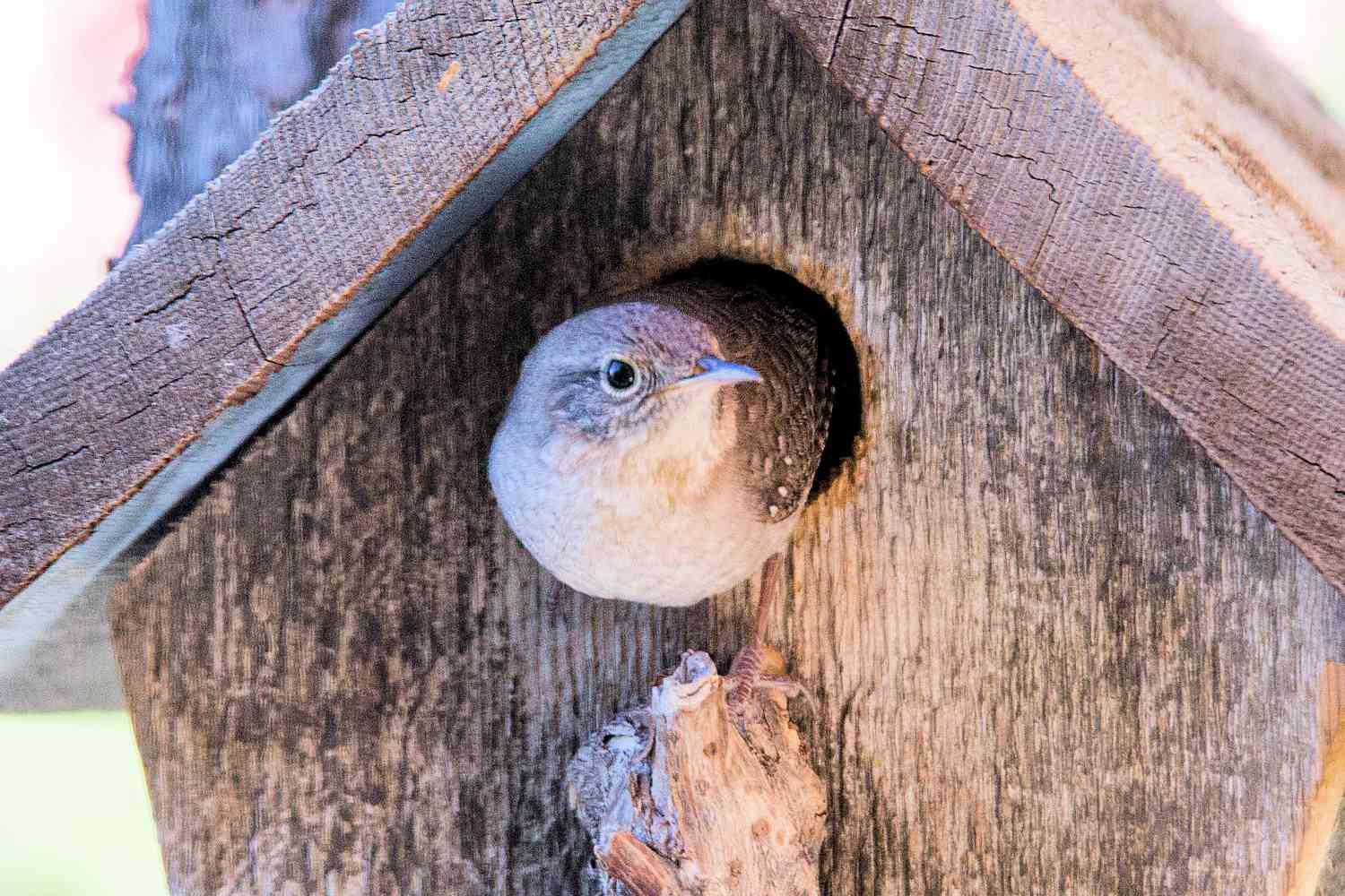 Carriça doméstica em uma casa de passarinho