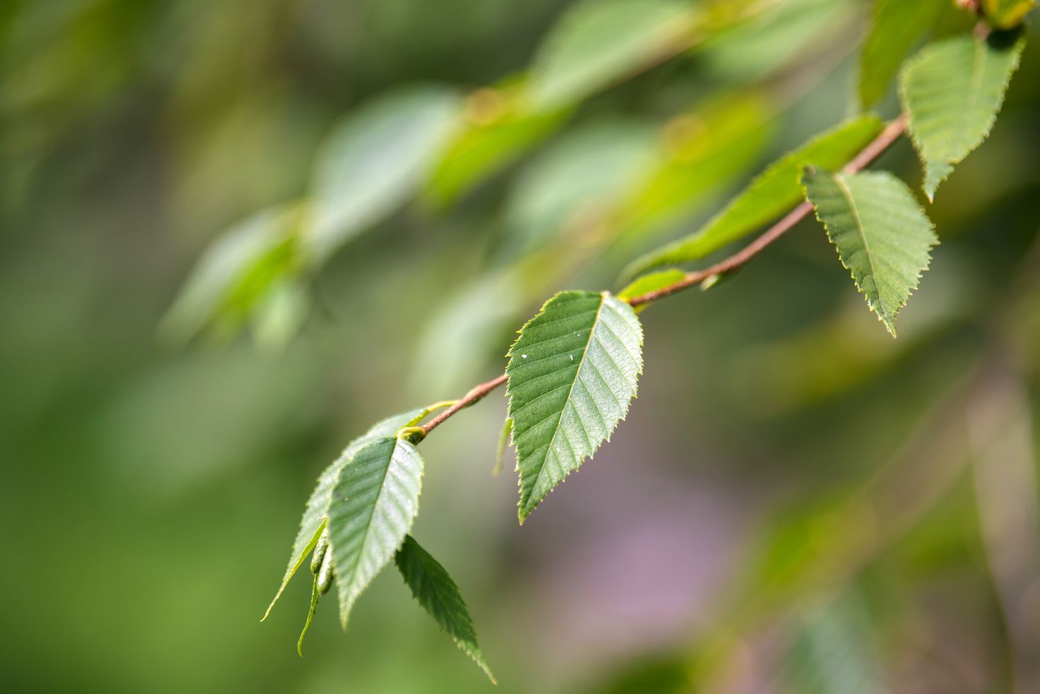 Sweet birch tree branch with small ribbed leaves in sunlight closeup