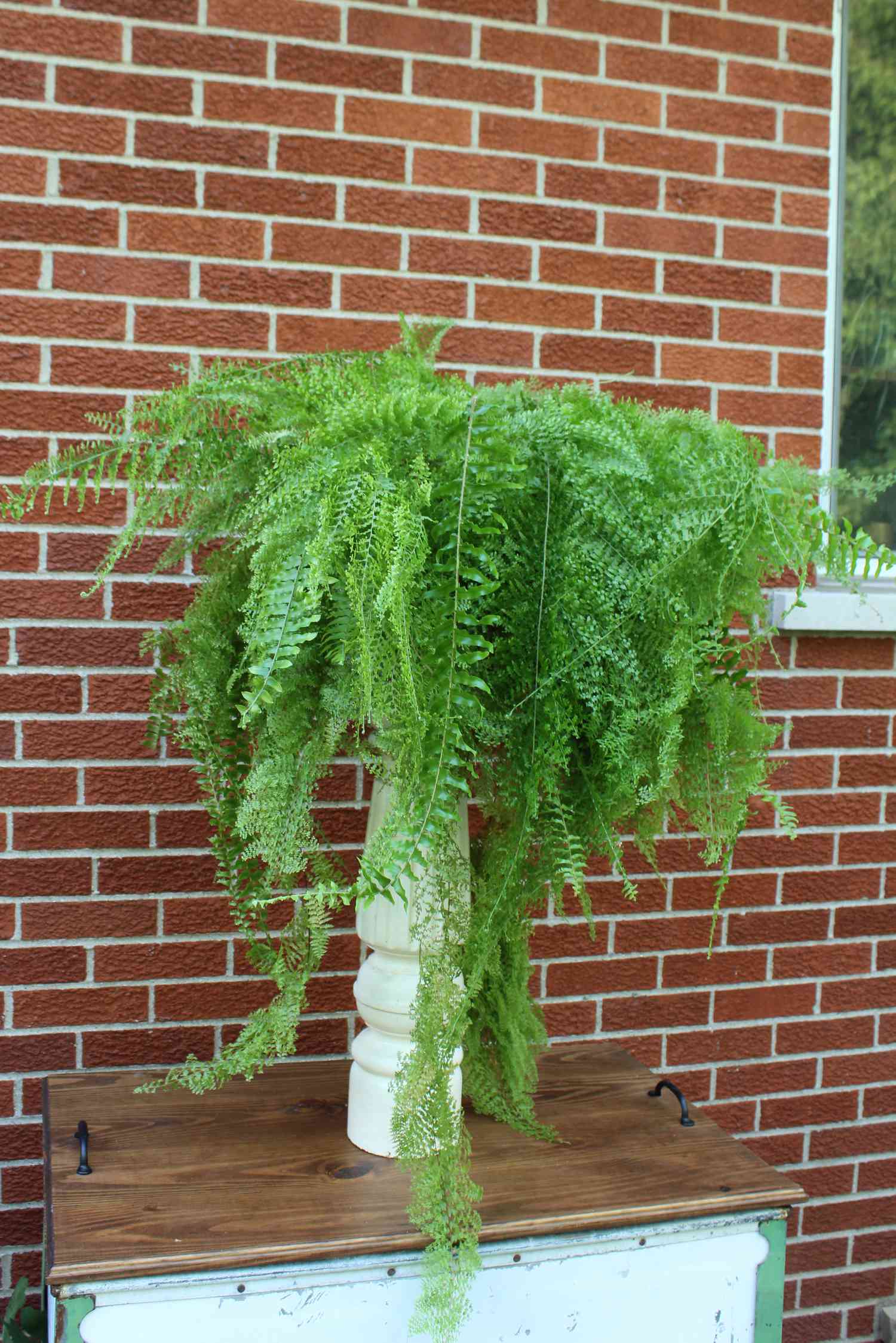 Heirloom fern on a pedastal.