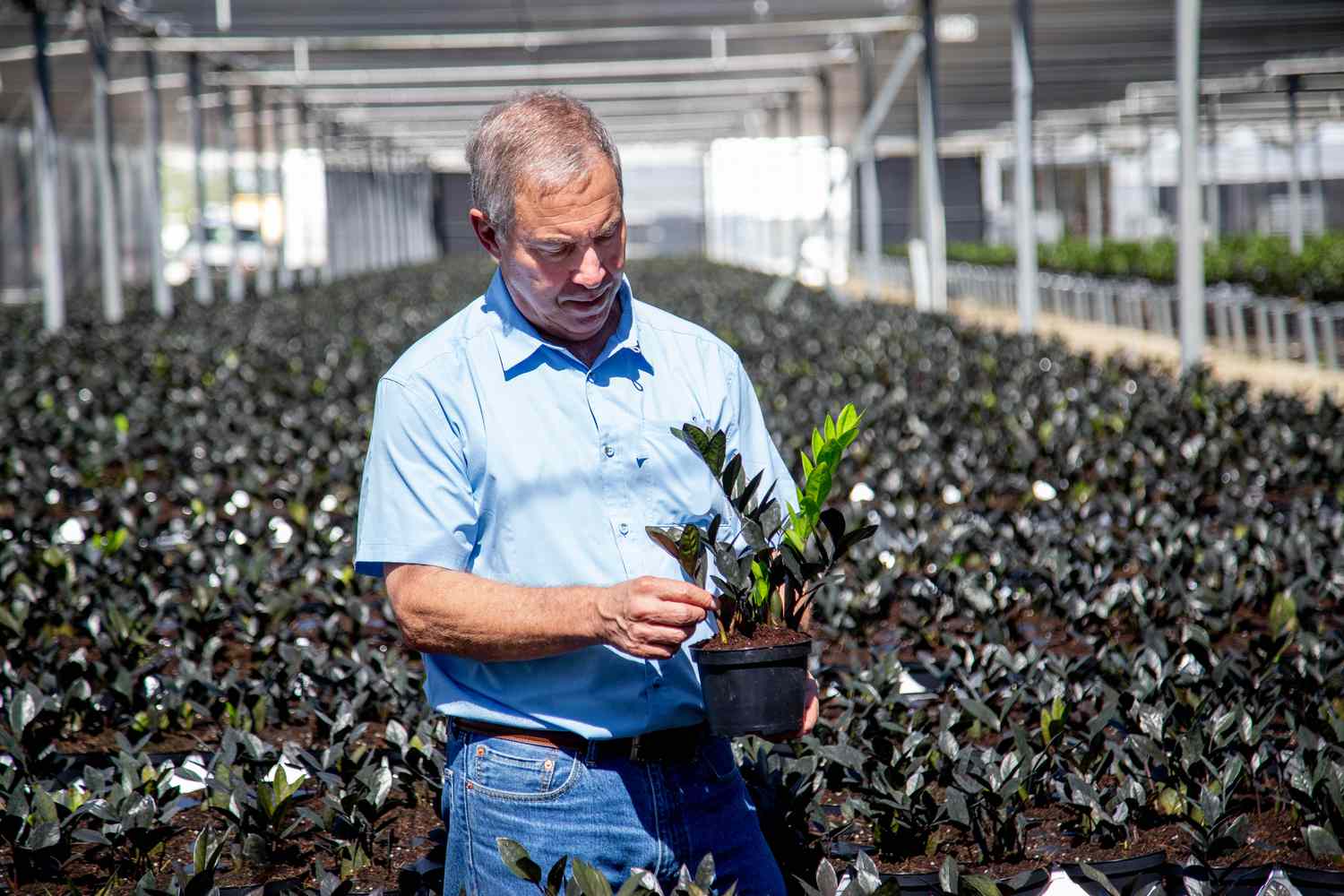 Mike Rimland from Costa Farms inspecting a plant