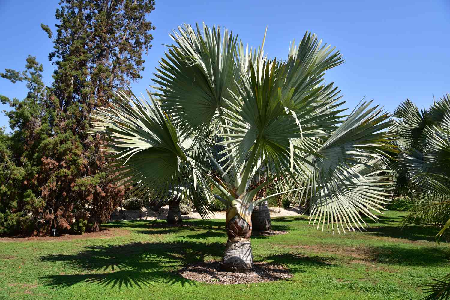 Bismark palm ou Blue Palm tree