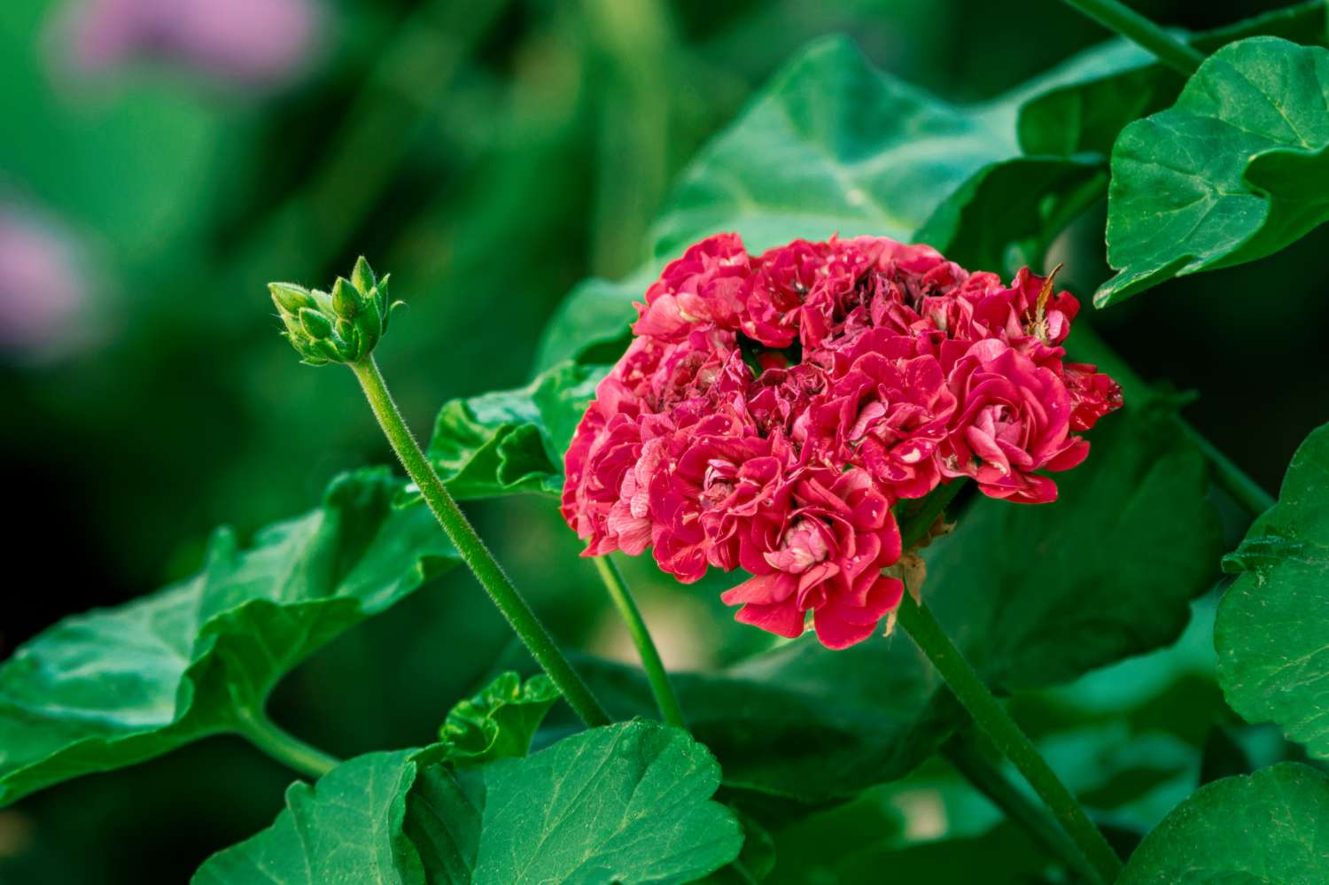 Belle fleur de géranium rouge foncé. Fleur de pélargonium en bouton de rose avec des gouttes d'eau après la pluie. Belle plante ornementale d'été. Mise au point sélective