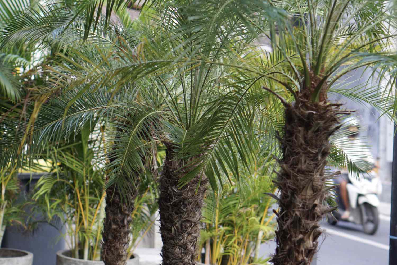 Robellini-Palmen mit stacheligem Stamm und ausladenden Wedeln, die nebeneinander aufgereiht sind
