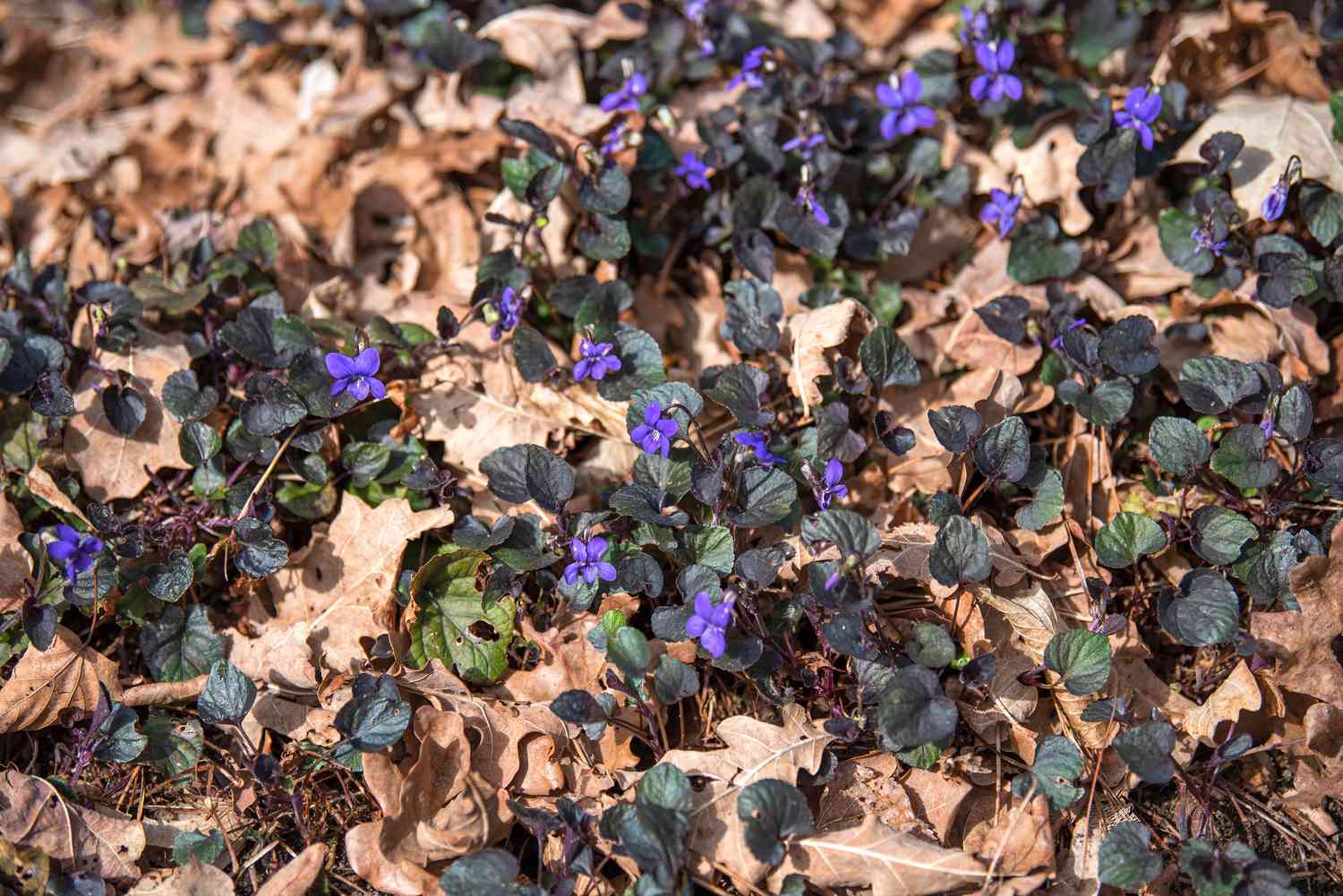 Purpurea Viola Ausbreitungspflanze mit kleinen violetten Blüten, umgeben von braunen Blättern