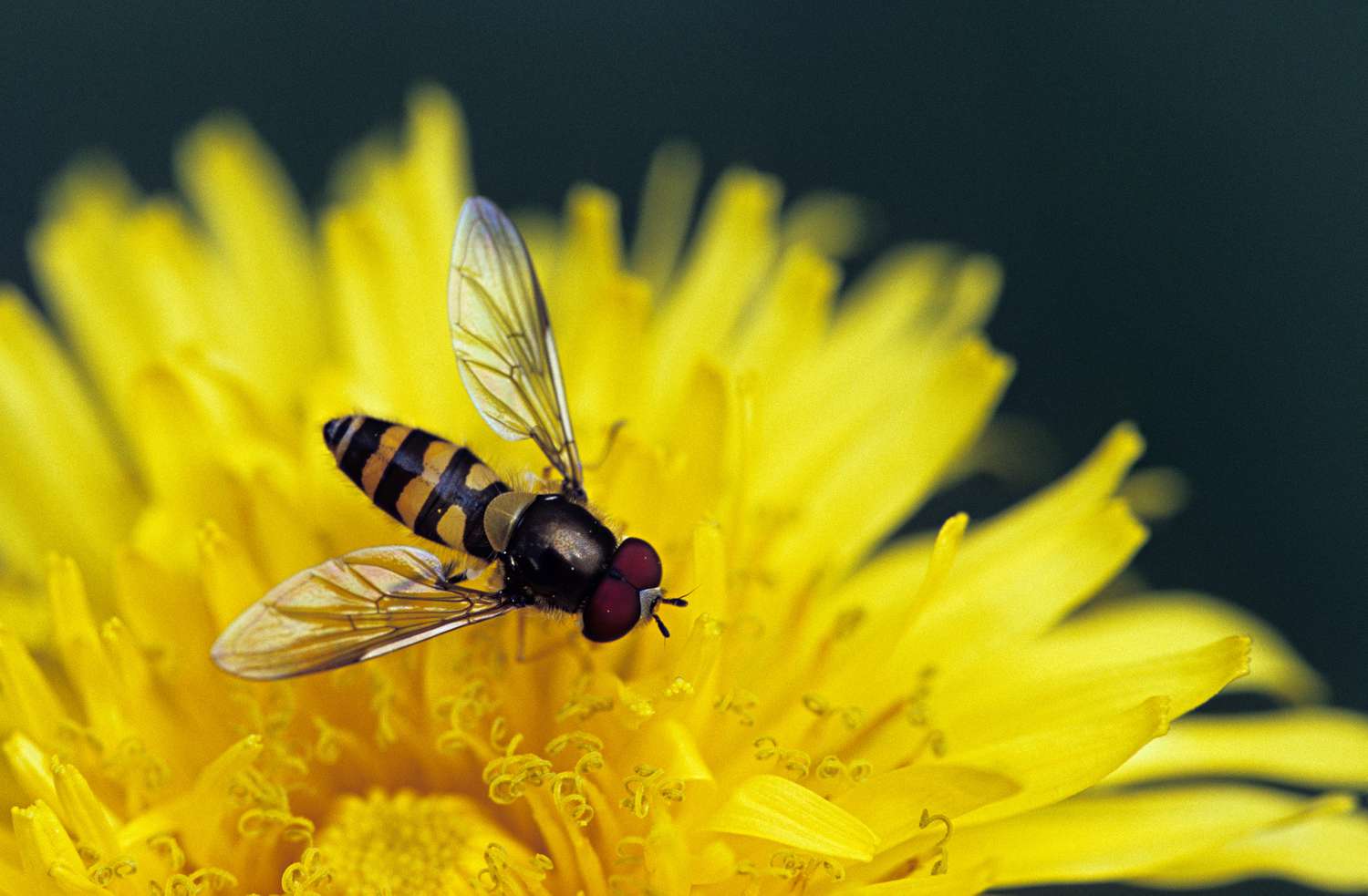 Mosca planeadora americana (Metasyrphus americanus/Eupeodes americanus)