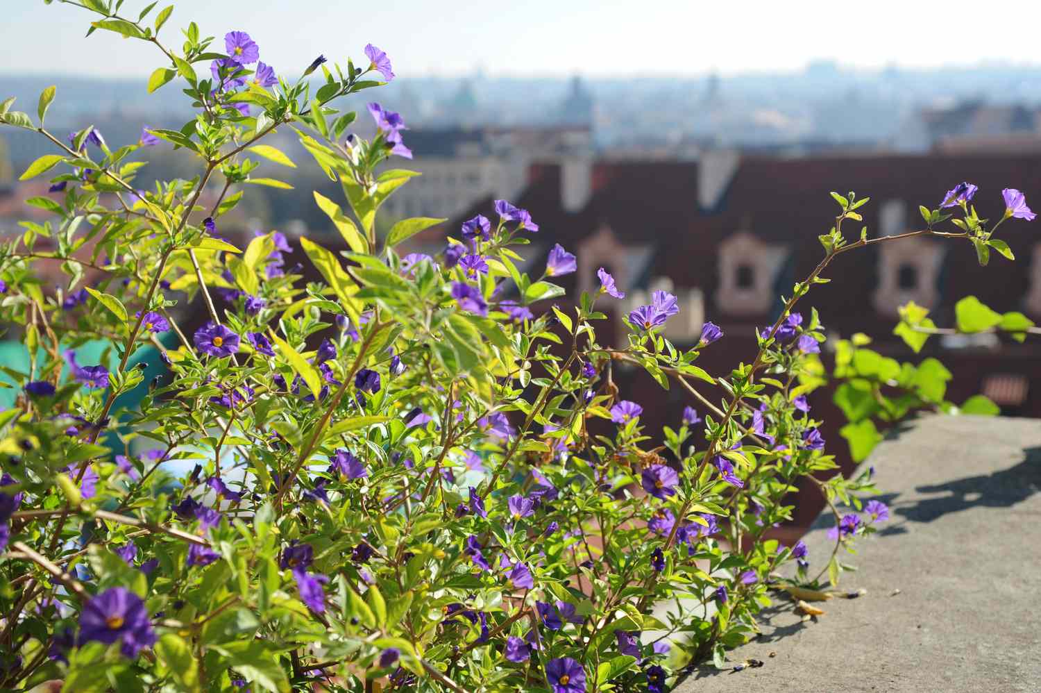 Blauer Kartoffelstrauch mit violetten Blüten auf sonnigem Felsvorsprung