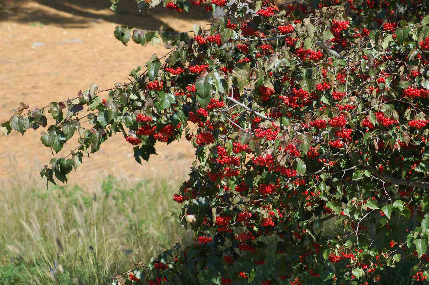 Washingtoner Weißdornbaum mit Beeren