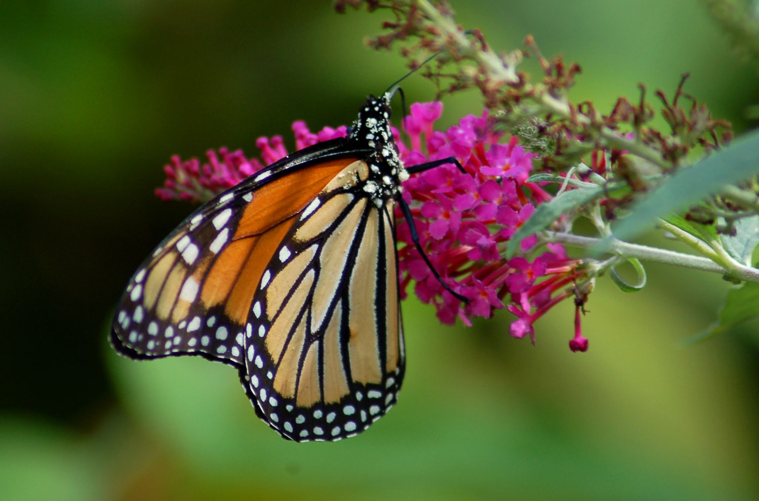 Una monarca en la flor de un arbusto de mariposas.