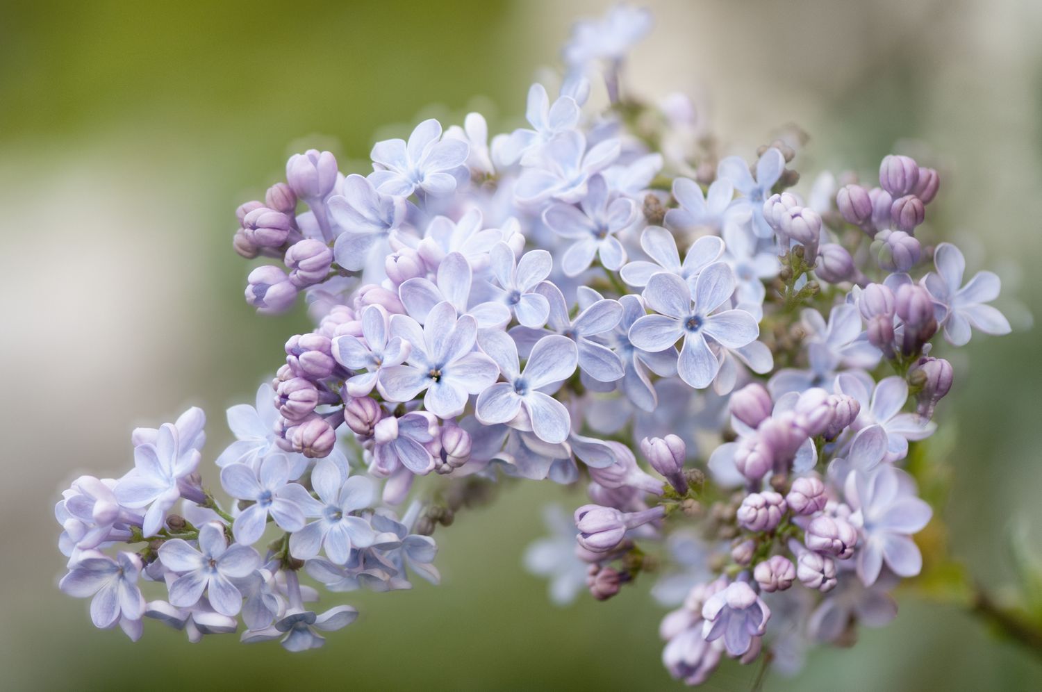 Der Wedgewood Blue Flieder mit lavendelblauen Blüten