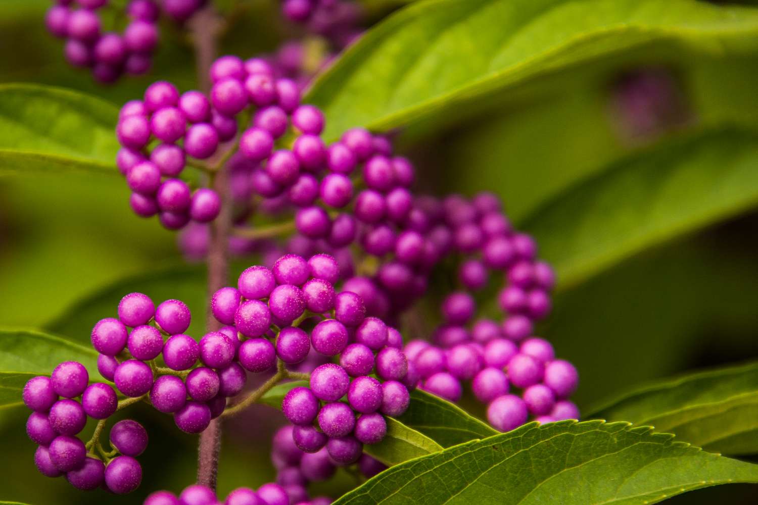 Purple Berries 2