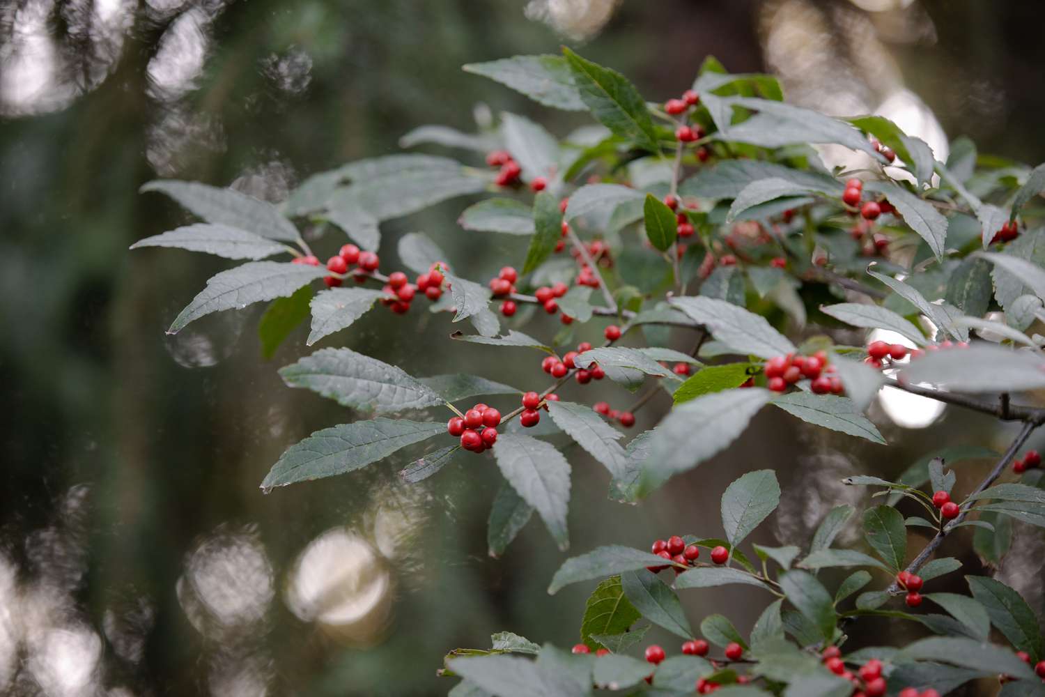 winterberry holly shrub