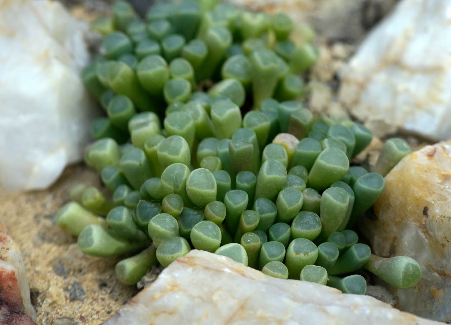 Babyzehen-Sukkulente mit röhrenförmigen Blättern zwischen weißen Quarzsteinen in Großaufnahme