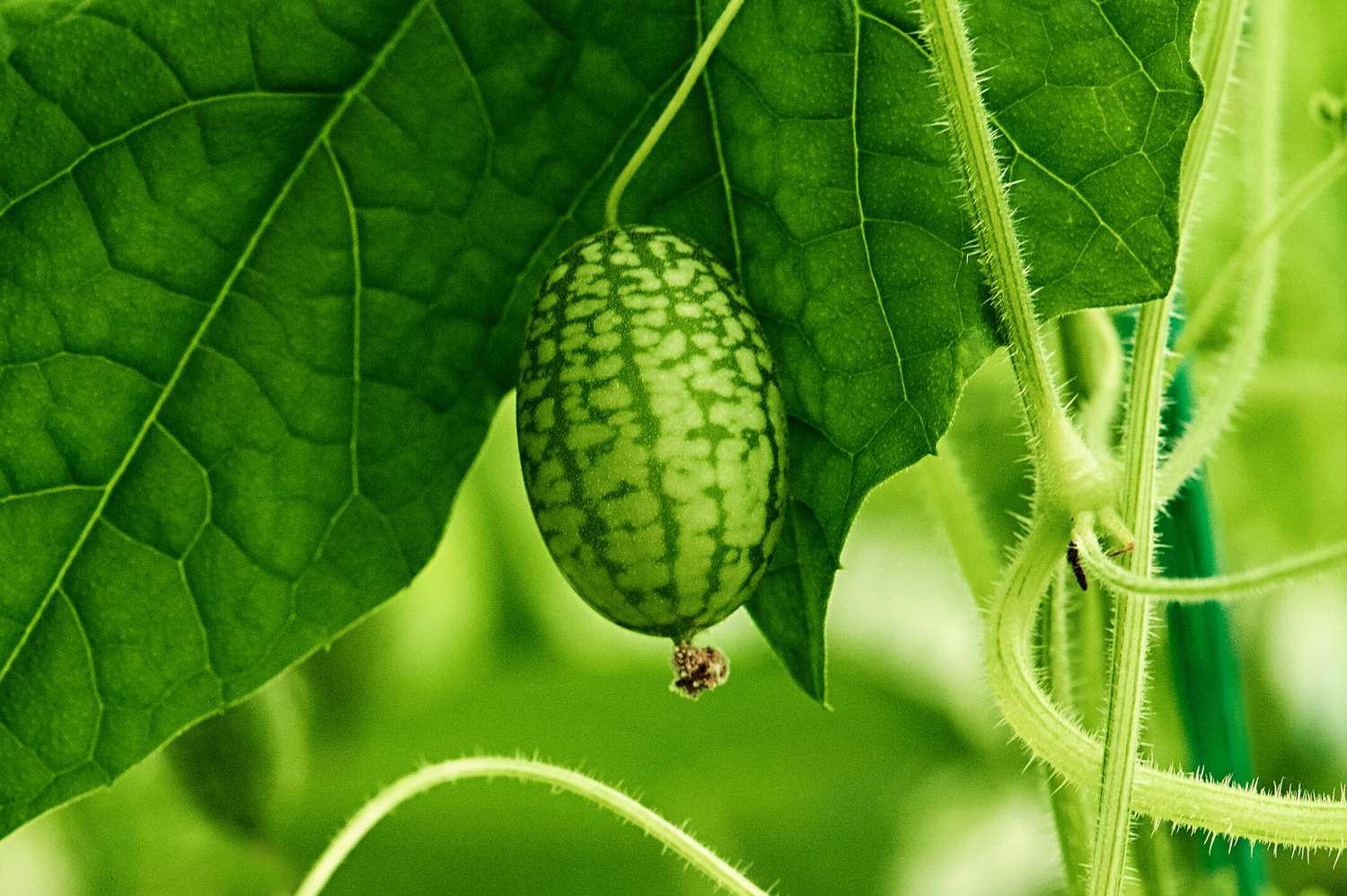 cucamelon creciendo en el jardín