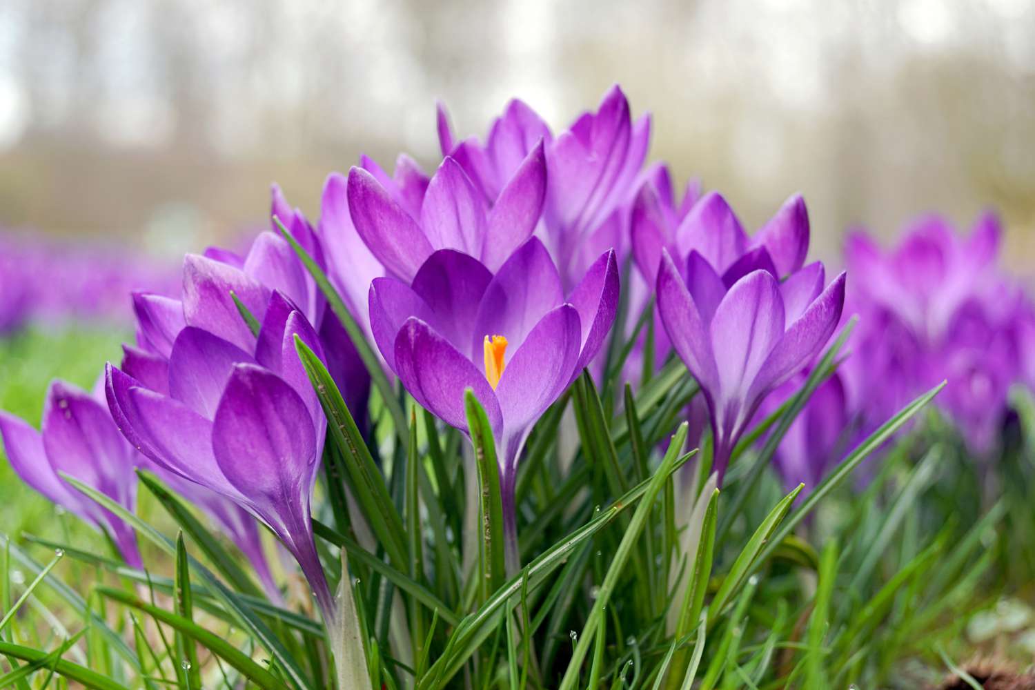 Close-Up de açafrão roxo florescendo no campo