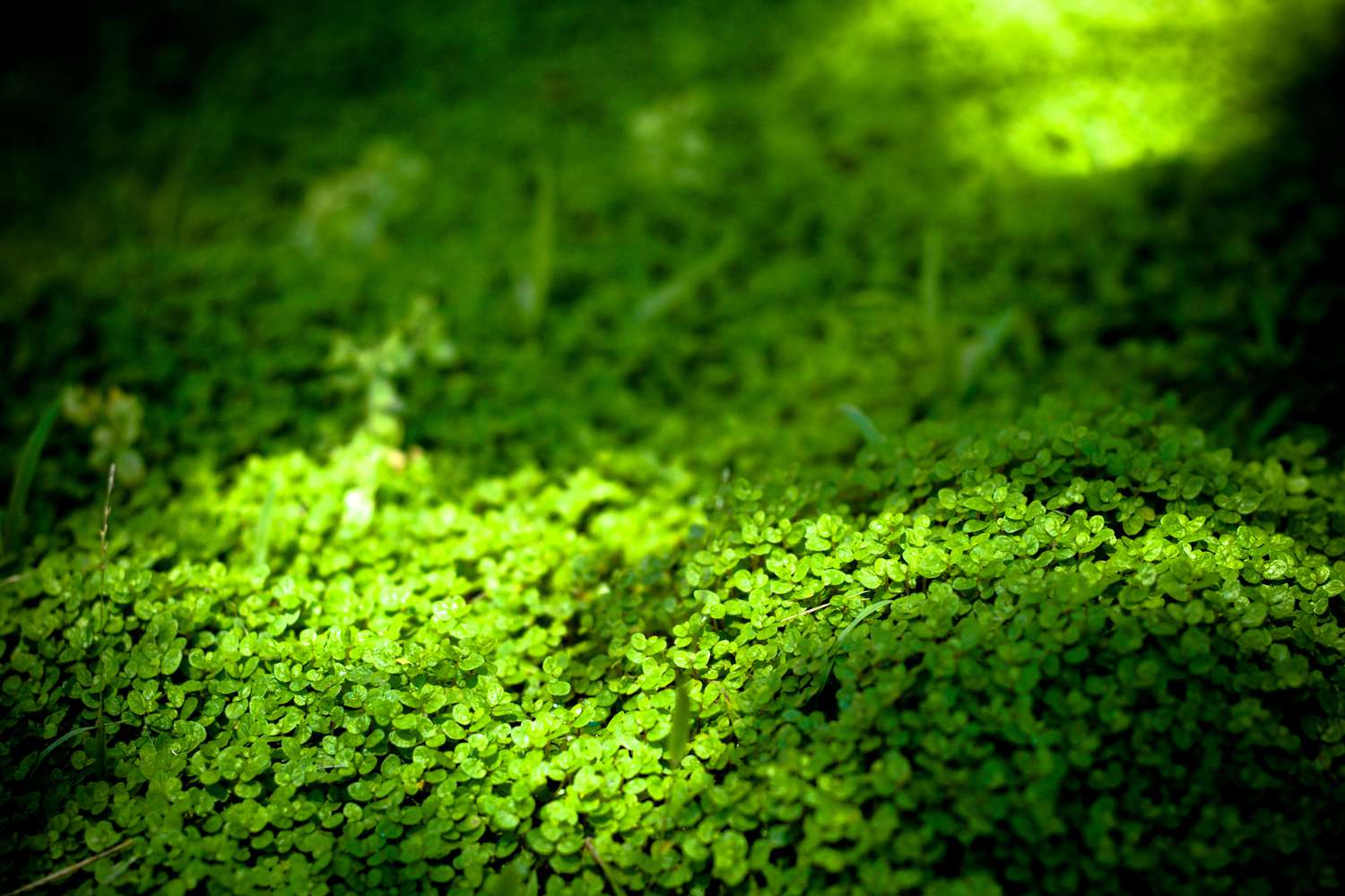 Dichondra repens Rasen