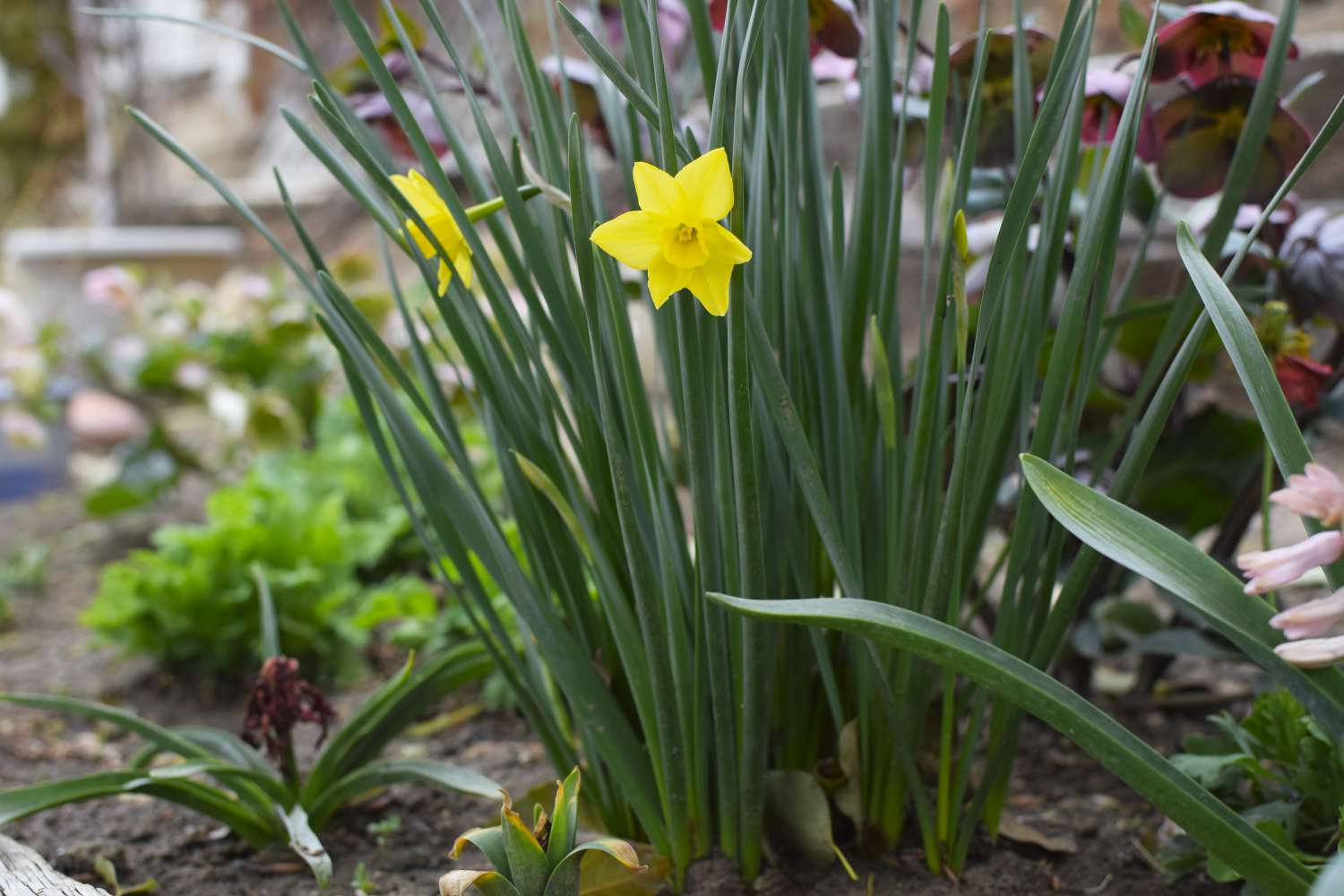 Gelbe Narzissenblüten mit langen Blättern im Frühlingsgarten