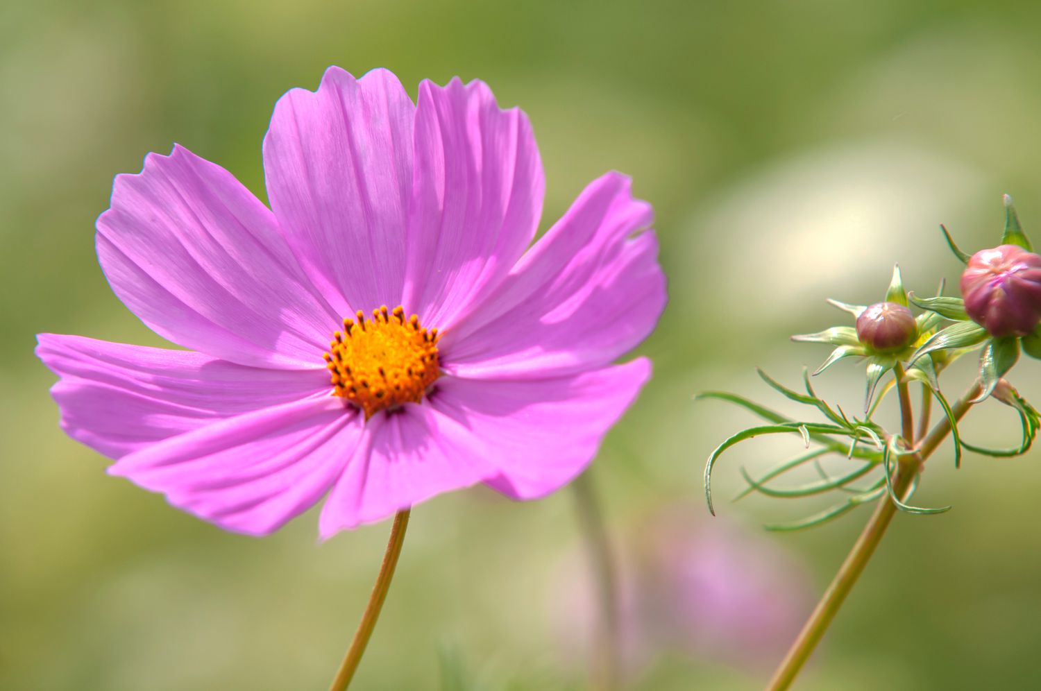 Rosa Kosmosblüte mit tiefgelber Mitte am Stiel neben den Knospen in Nahaufnahme