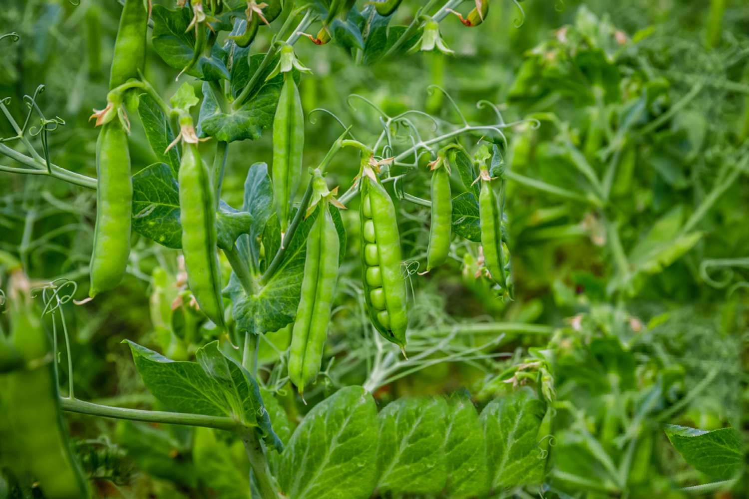 guisantes creciendo