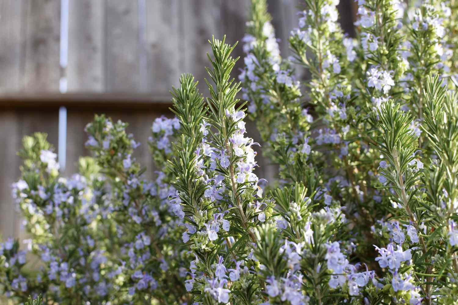 Rosemary herb shrubs with thin needle-like leaves and small light blue flowers