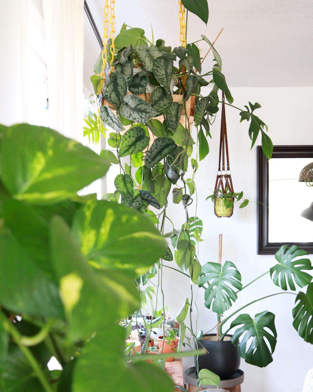 Pflanzen hängen und sitzen in einem Raum