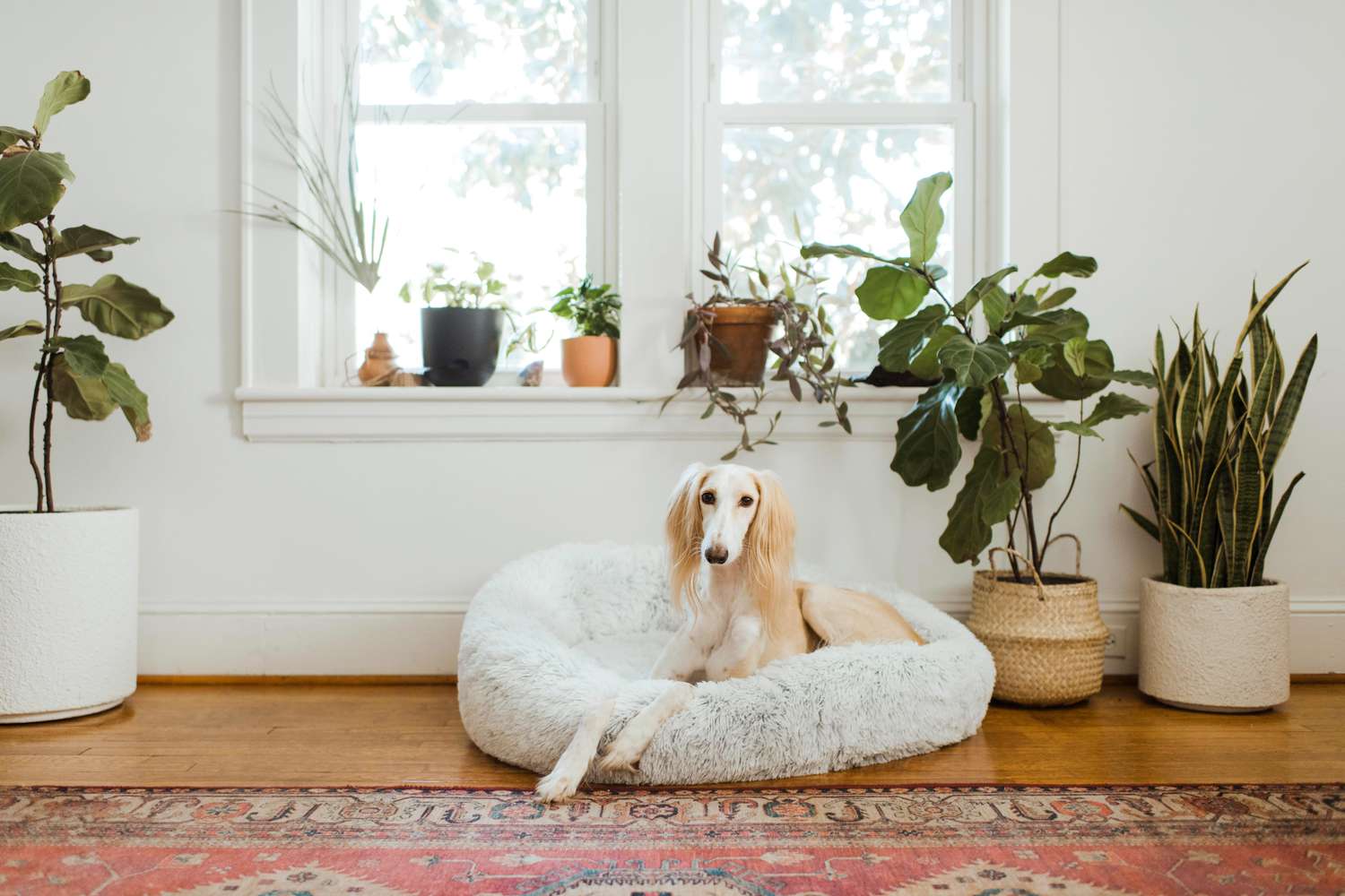 dog in dog bed in living room