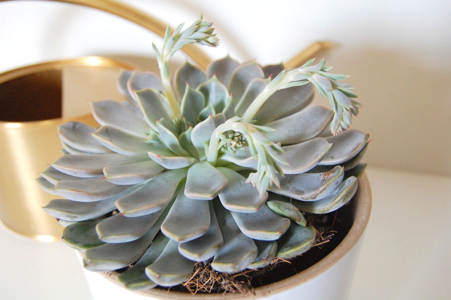 Mexikanische Schneeball-Sukkulente (Echeveria elegans) in einem weißen Topf mit einer goldenen Gießkanne im Hintergrund.