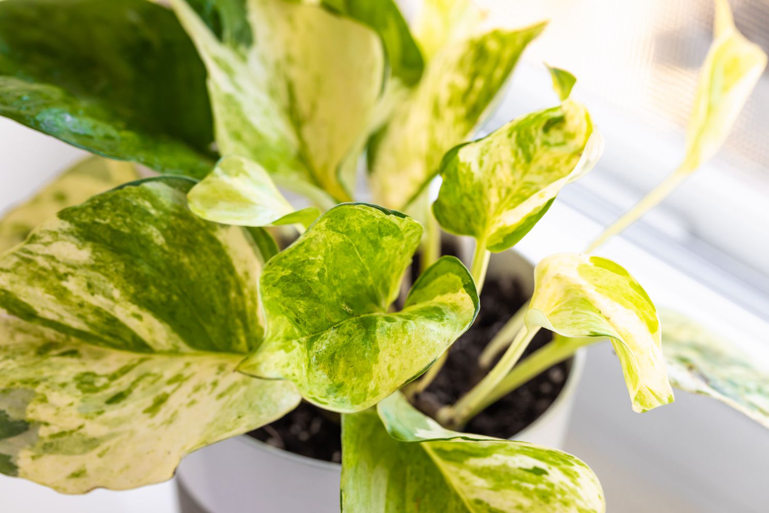 Manjula pothos plant with light green and white variegated leaves closeup