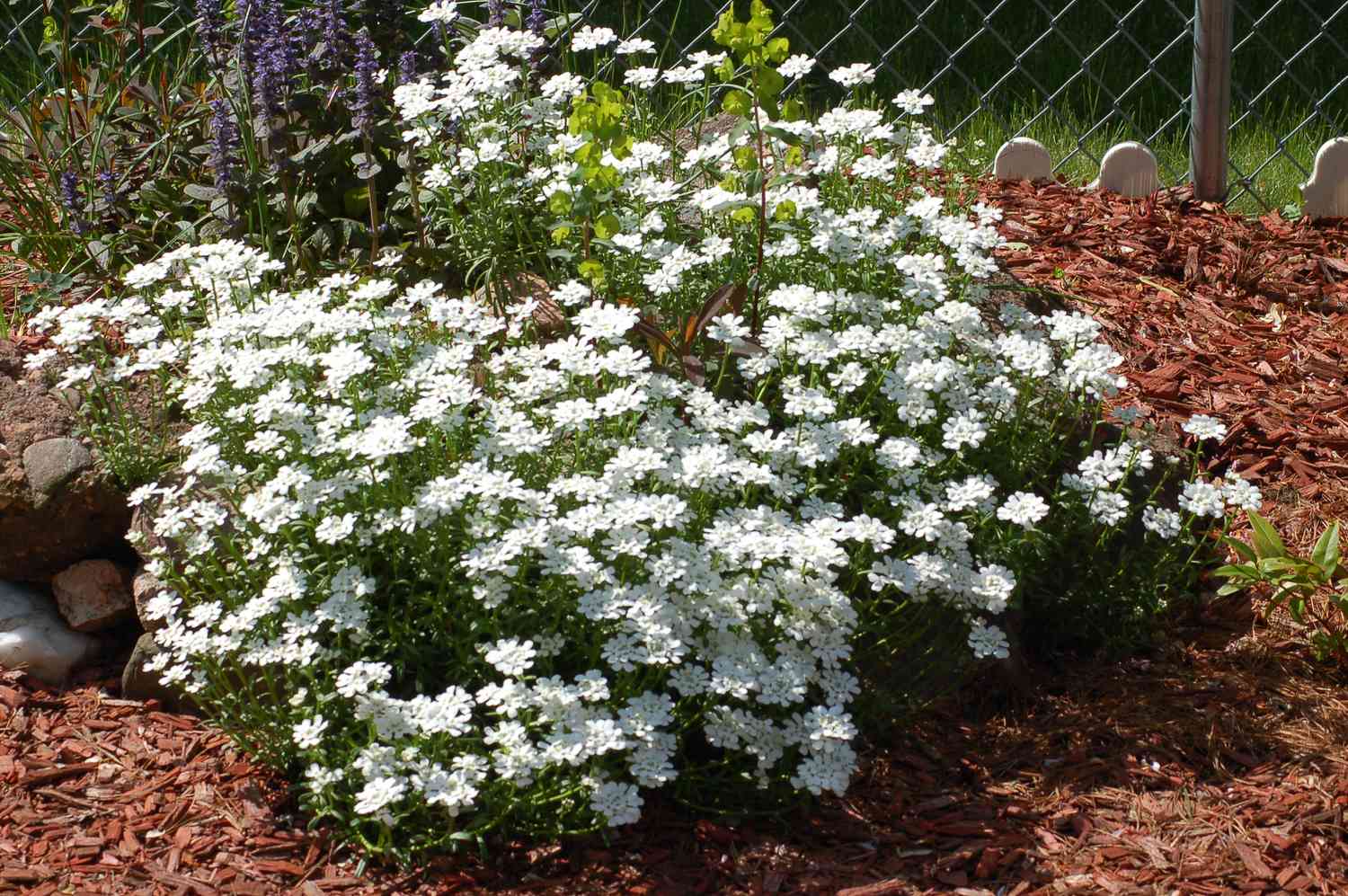 Candytufts