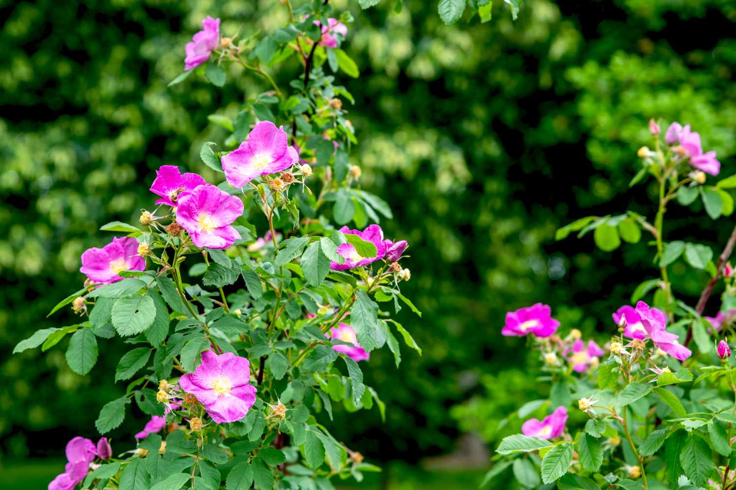 Carolina-Rosenstrauch mit hohen Zweigen und großen rosa Blüten