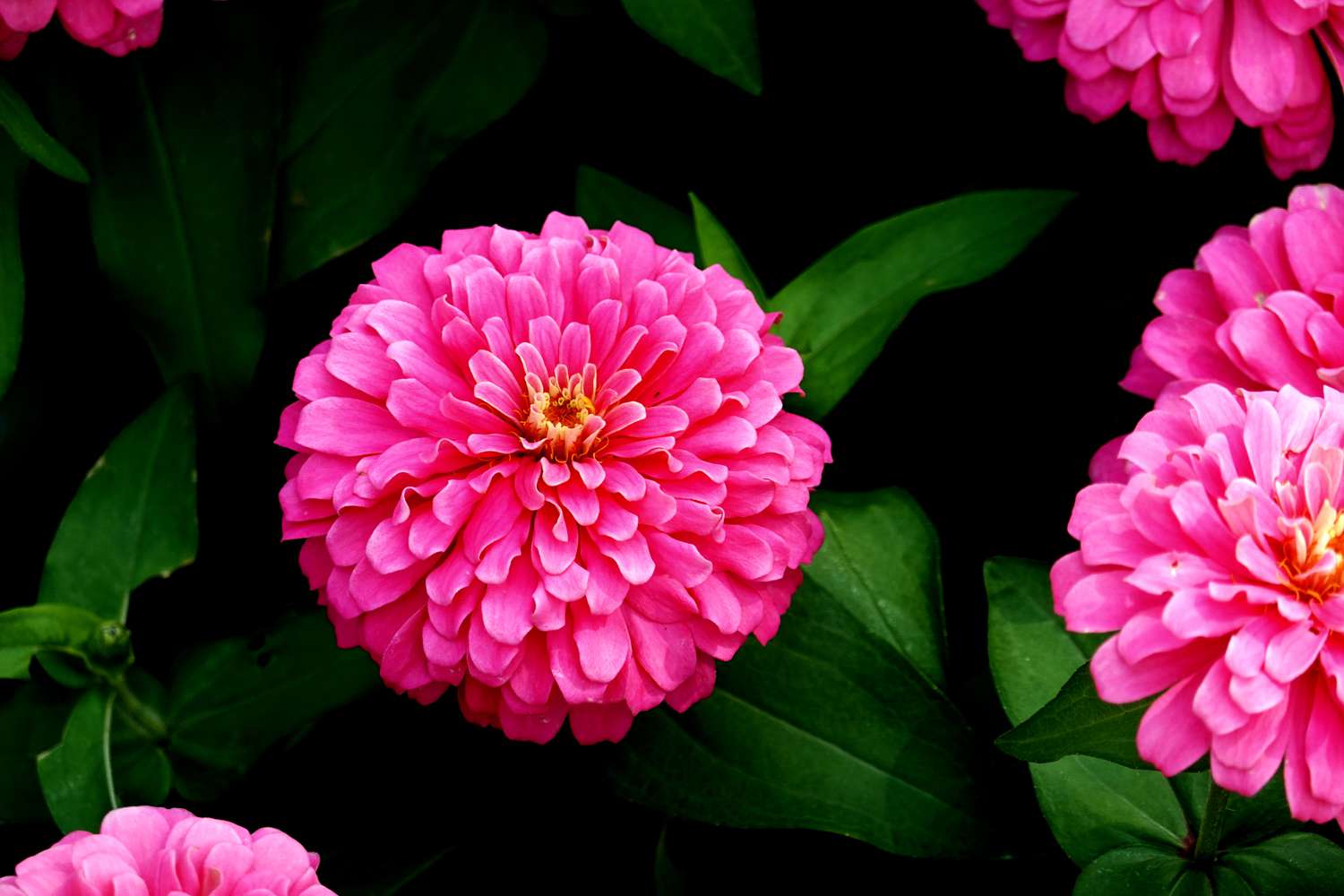 Nahaufnahme einer rosa blühenden Pflanze