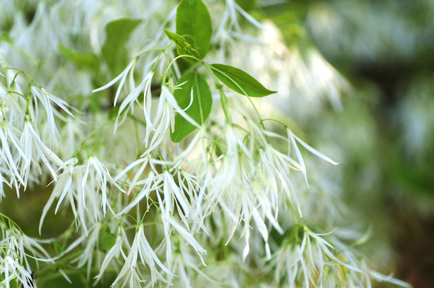 Rama de árbol de flecos con flores blancas plumosas de cerca