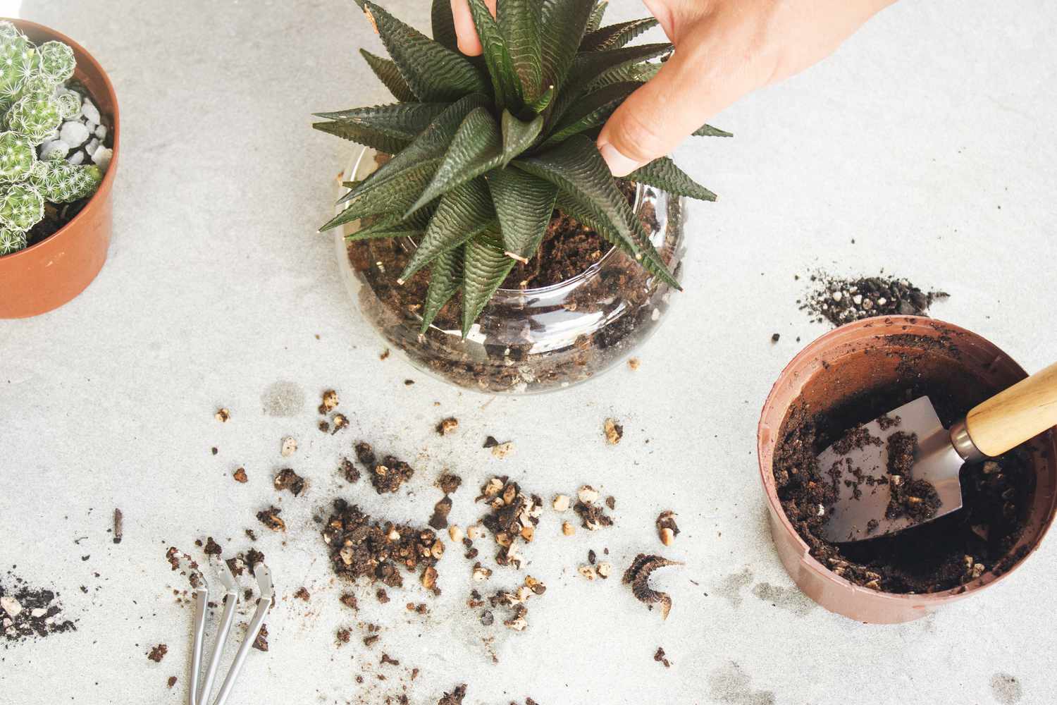 encaixando a planta em seu novo vaso