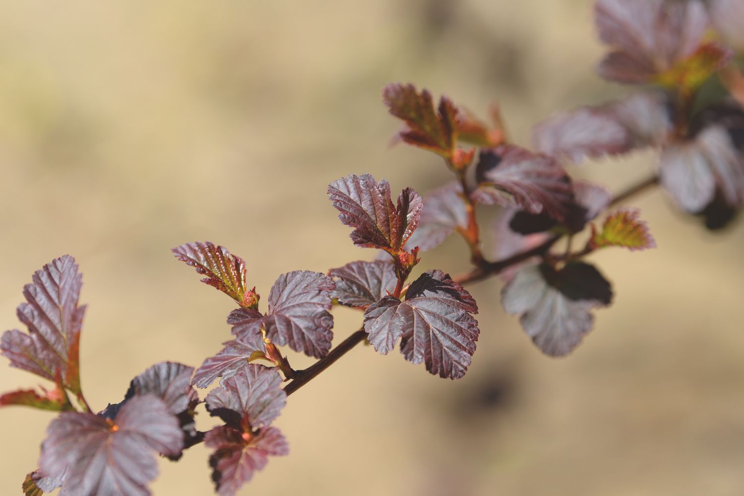 Diablo-Neunrindenzweig mit rötlichen und purpurnen Blättern im Sonnenlicht in Nahaufnahme